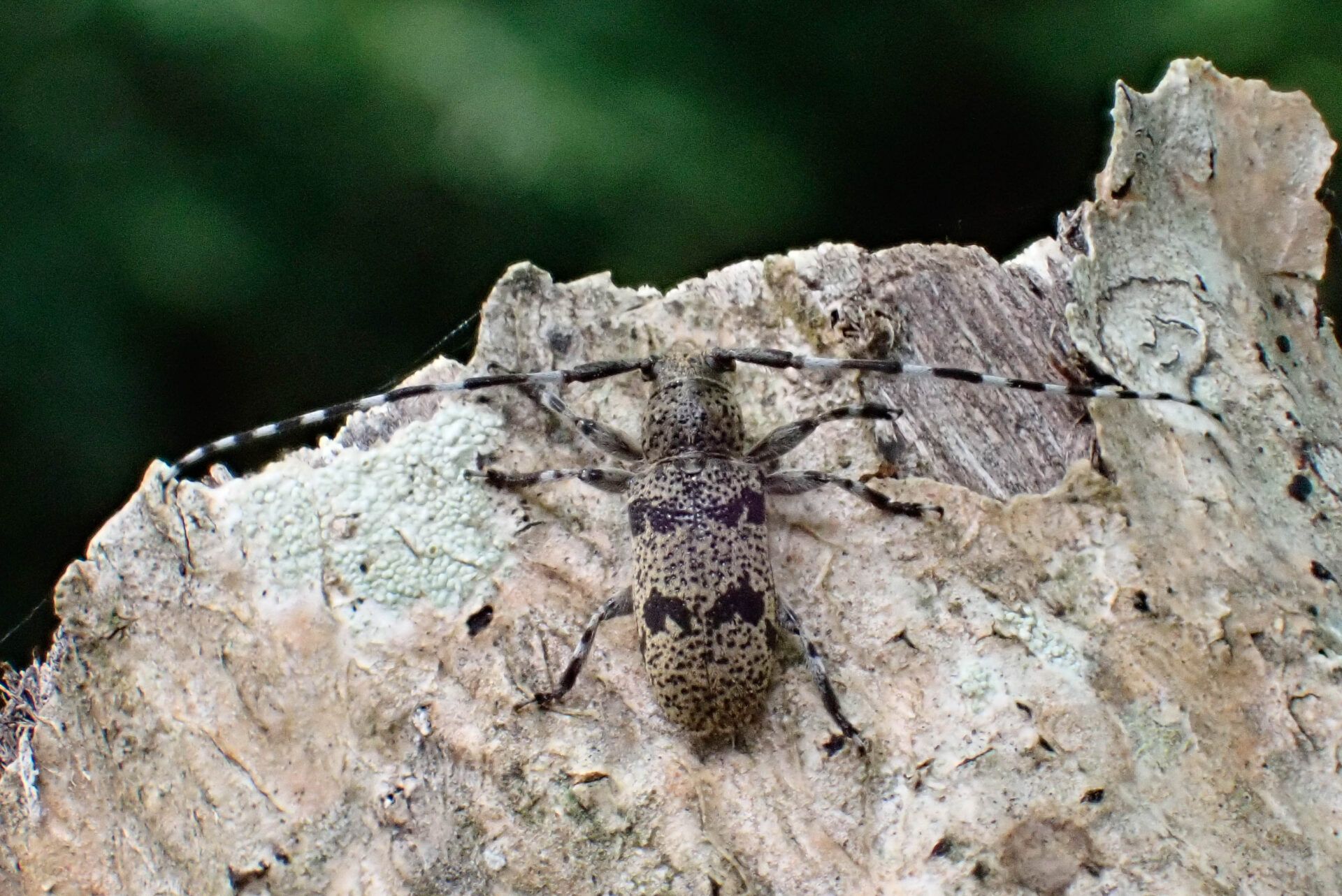 フォトギャラリー：フタスジゴマフカミキリ - (12)