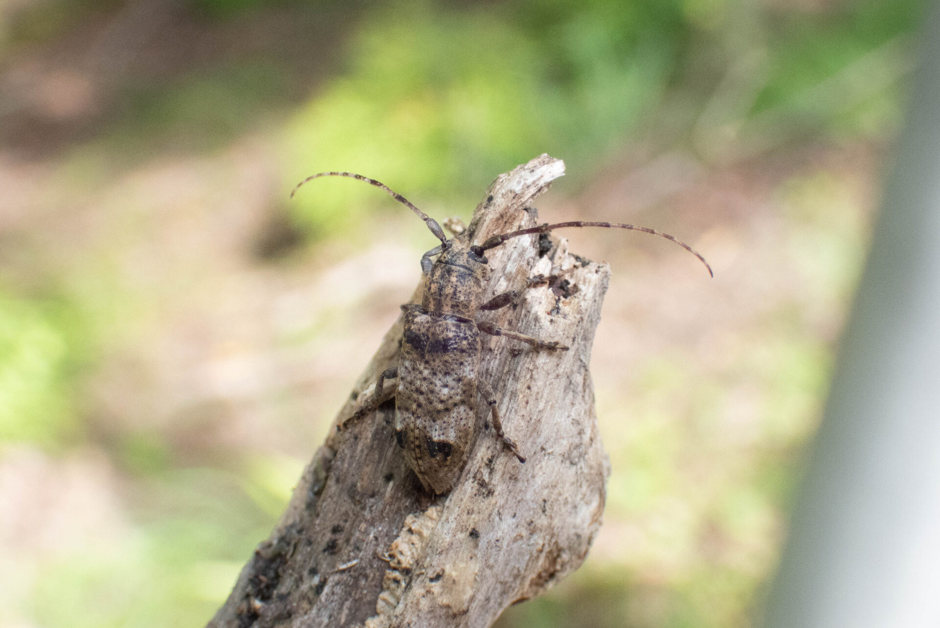 フォトギャラリー：トガリシロオビサビカミキリ