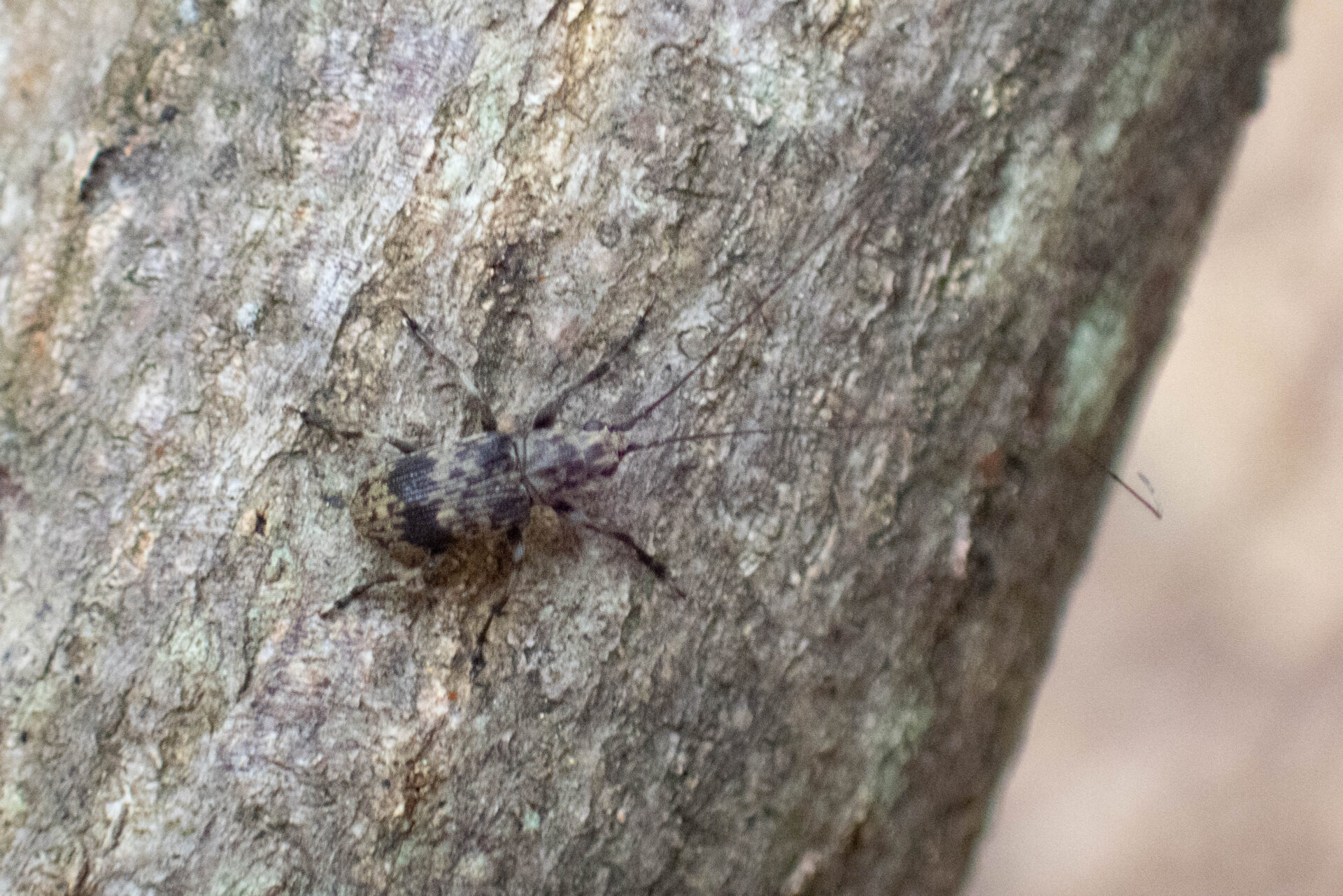 クロオビヒゲナガゾウムシページ背景画像