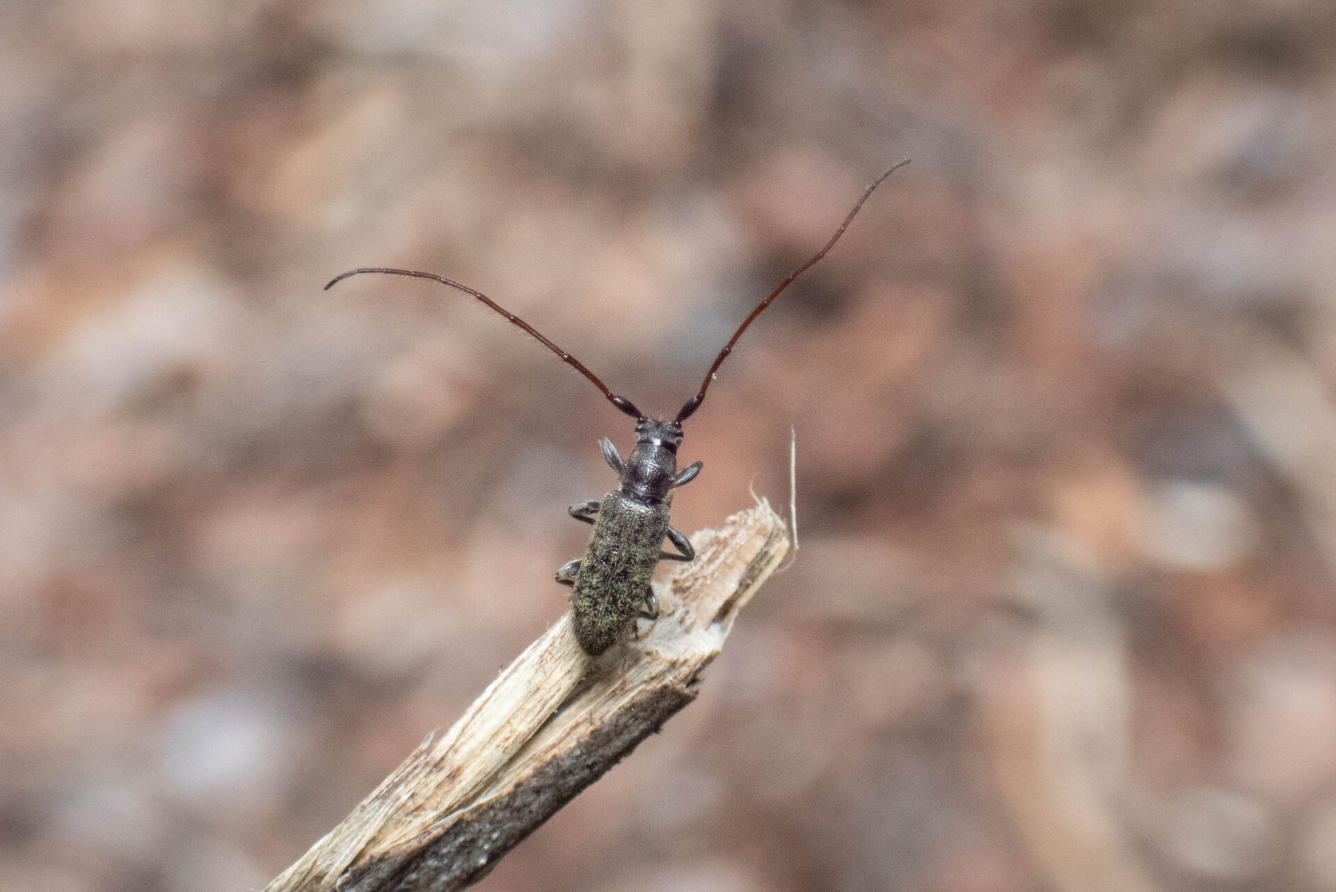 フォトギャラリー：ホソヒゲケブカカミキリ
