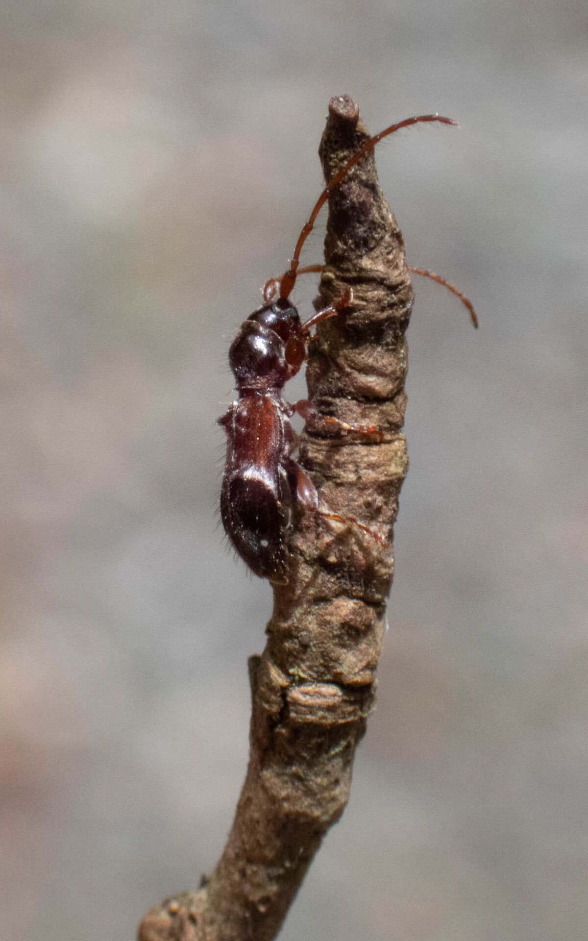 フォトギャラリー：カッコウカミキリ - (3)