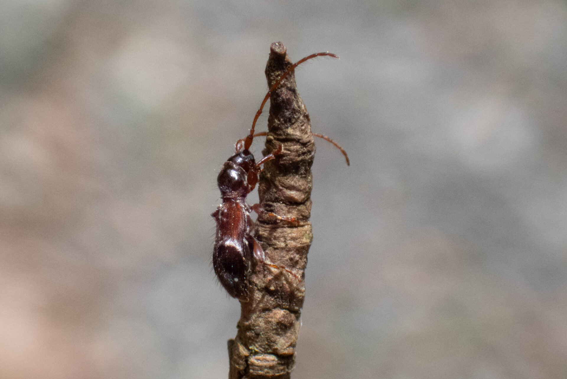 フォトギャラリー：カッコウカミキリ - (4)