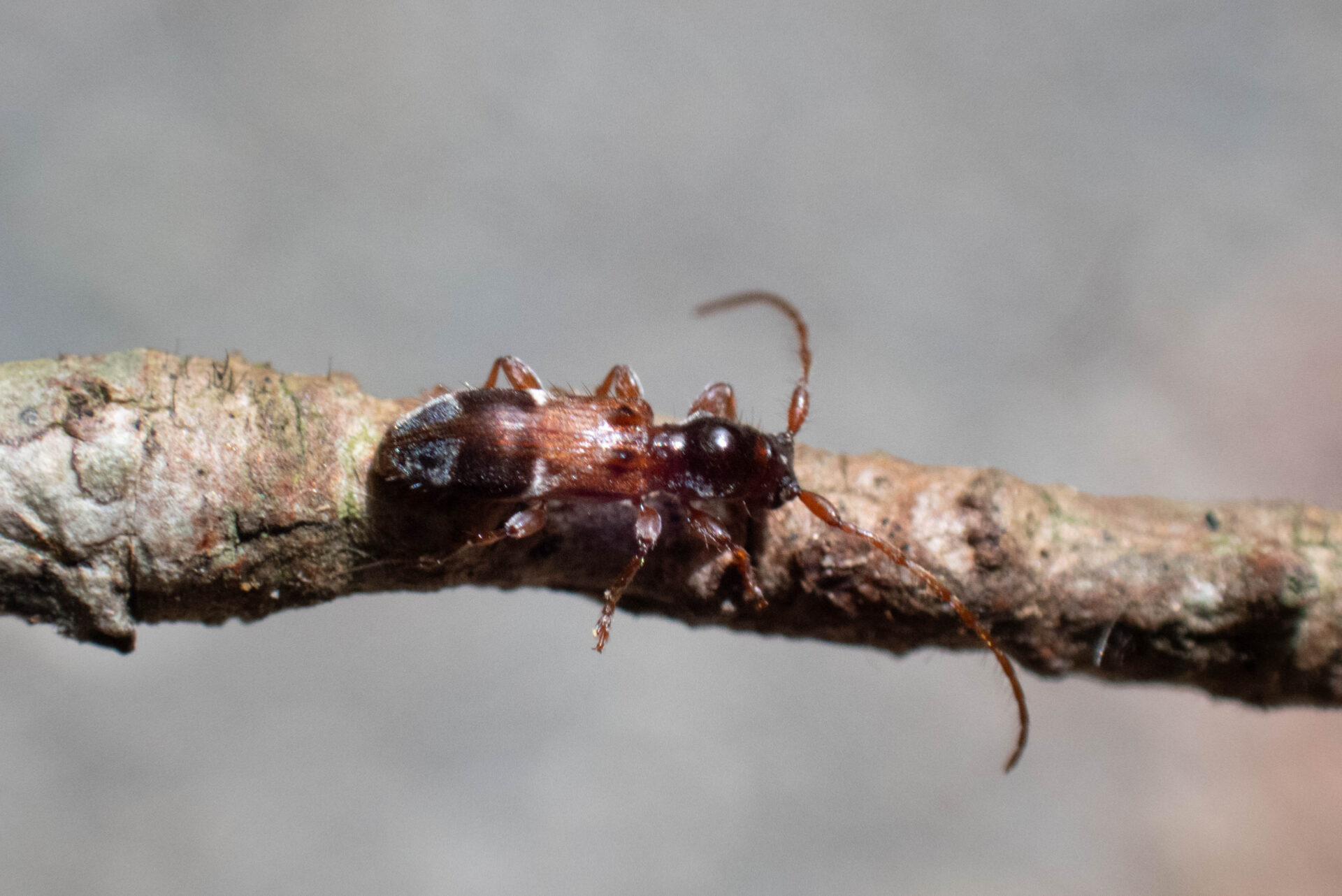 カッコウカミキリページ背景画像