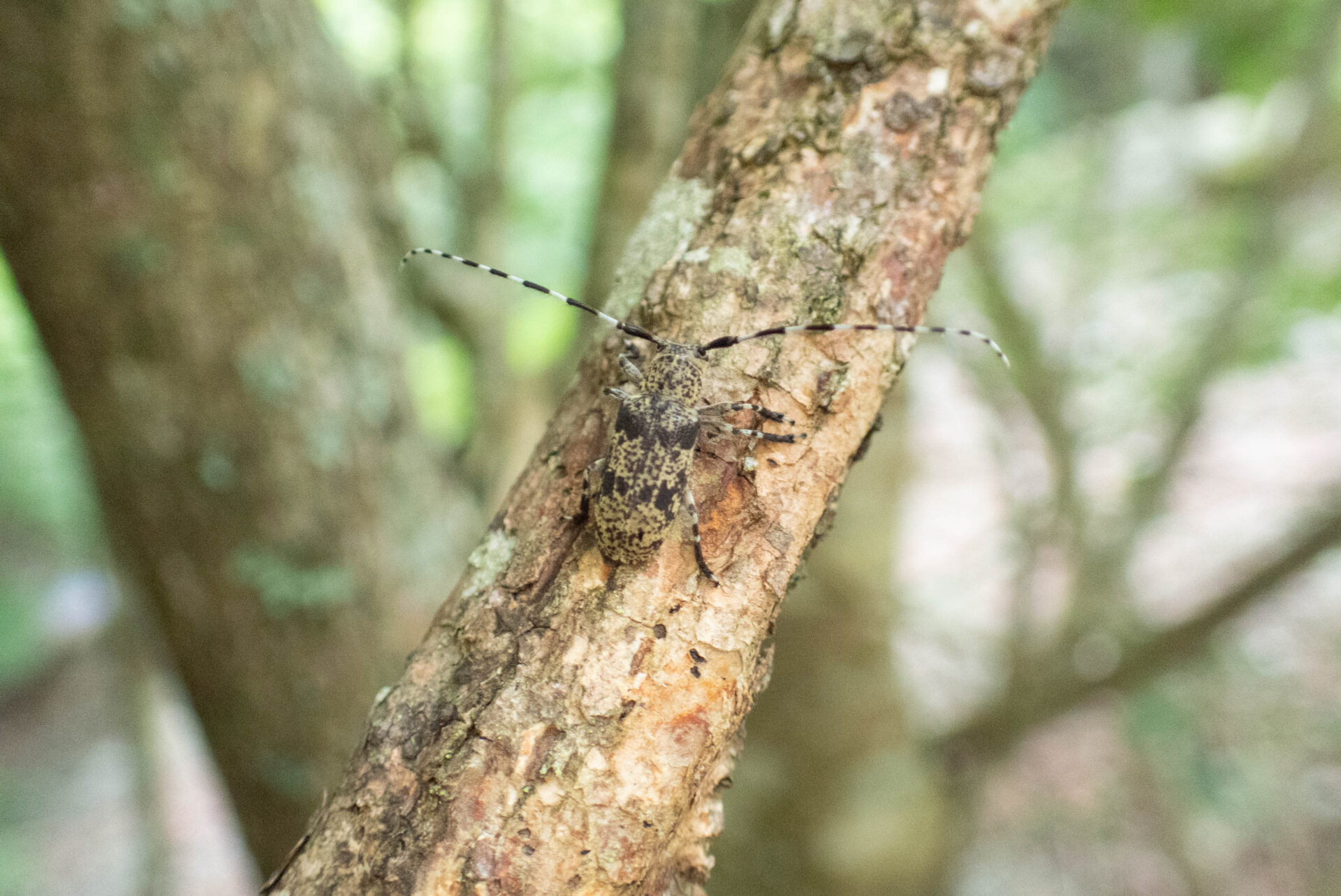 フォトギャラリー：フタスジゴマフカミキリ - (2)