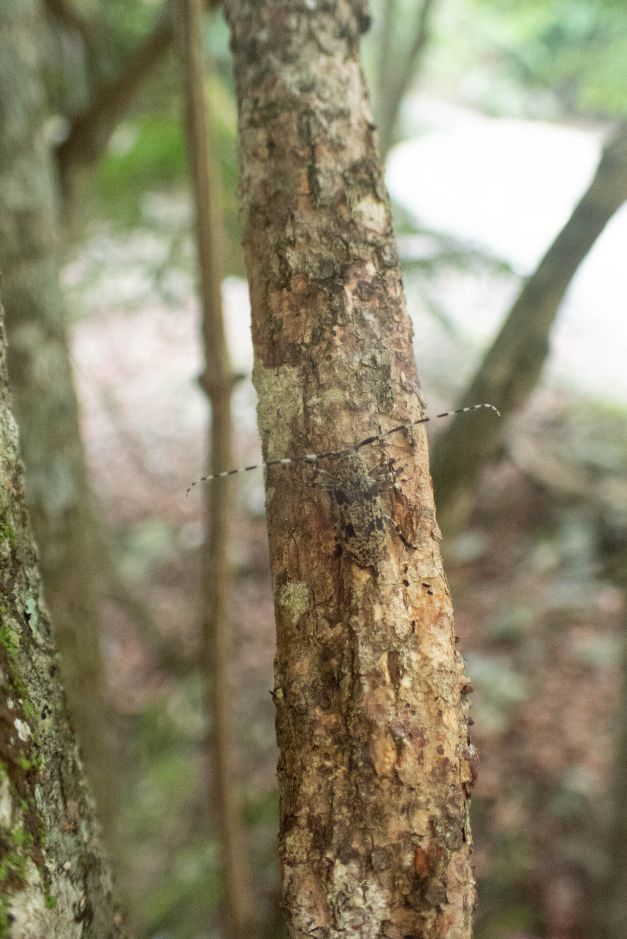 フォトギャラリー：フタスジゴマフカミキリ - (3)