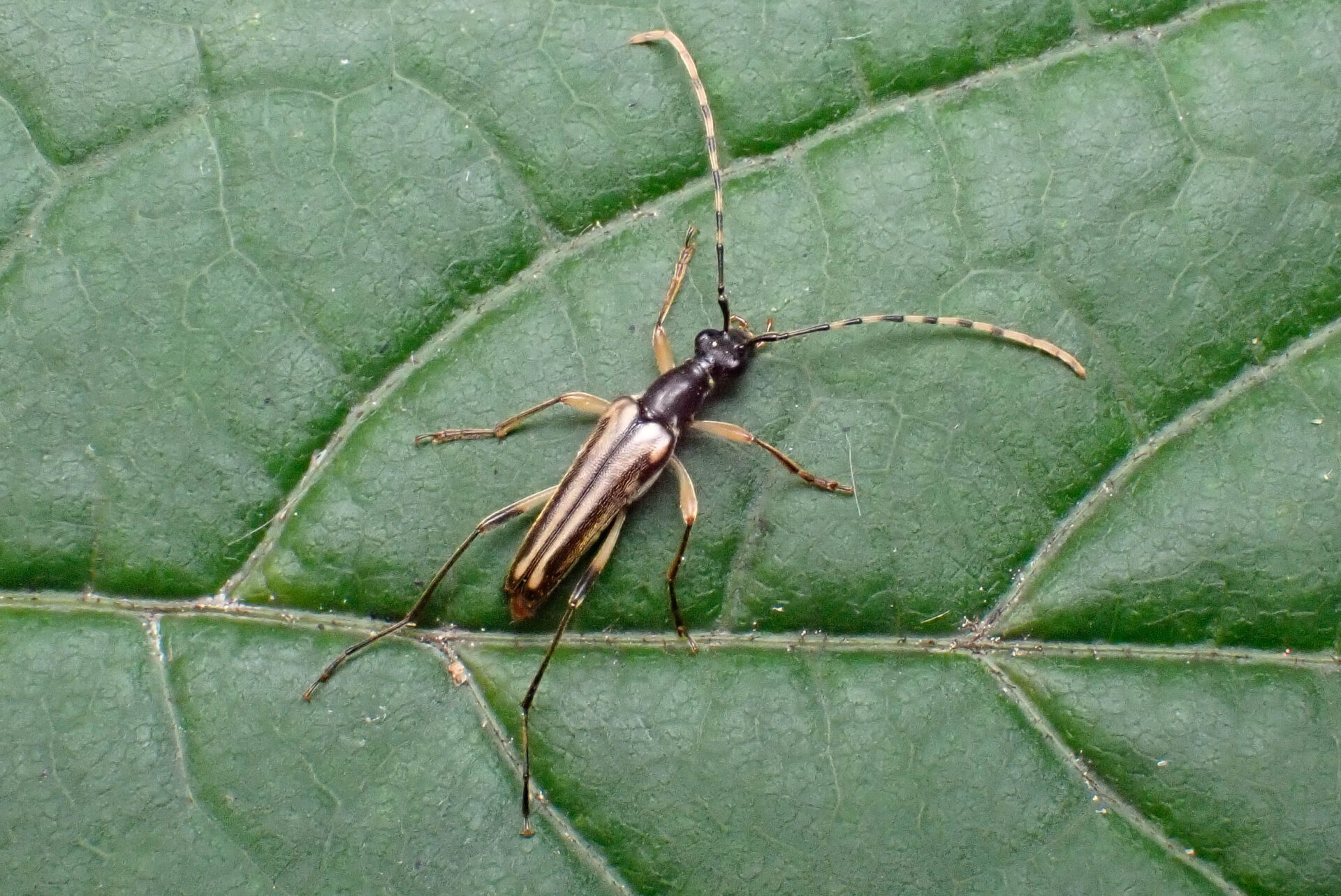 フォトギャラリー：ニョウホウホソハナカミキリ