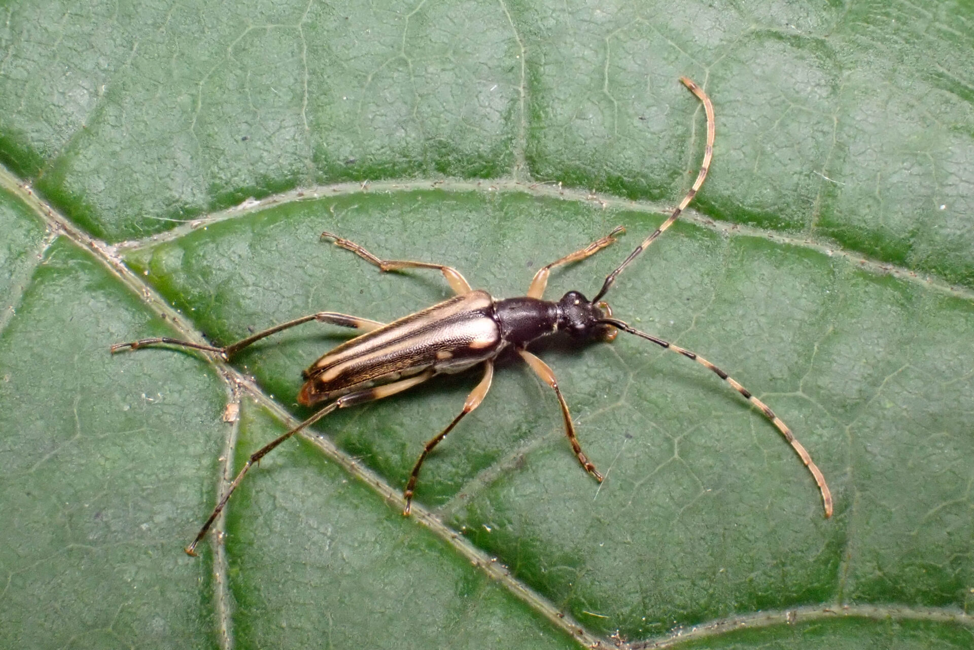 フォトギャラリー：ニョウホウホソハナカミキリ - (2)