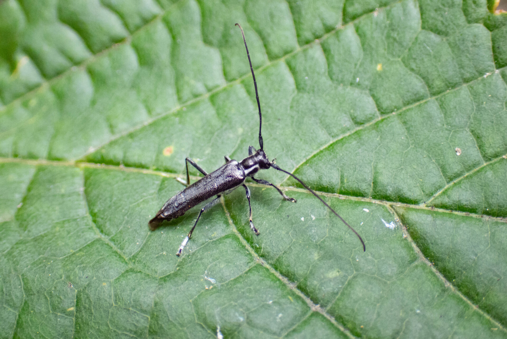 フォトギャラリー：ヒゲナガシラホシカミキリ