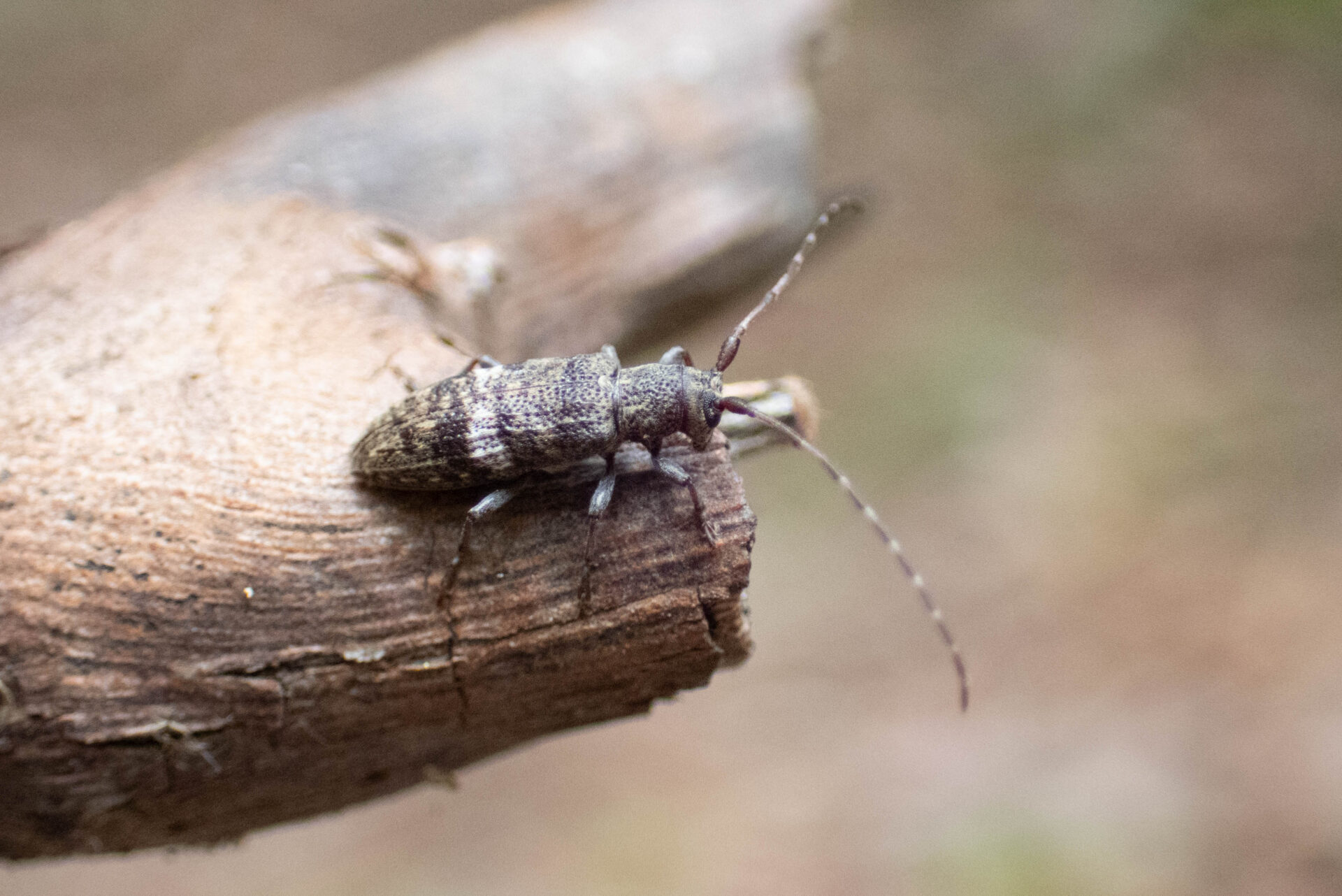 フォトギャラリー：ヒトオビチビカミキリ - (3)