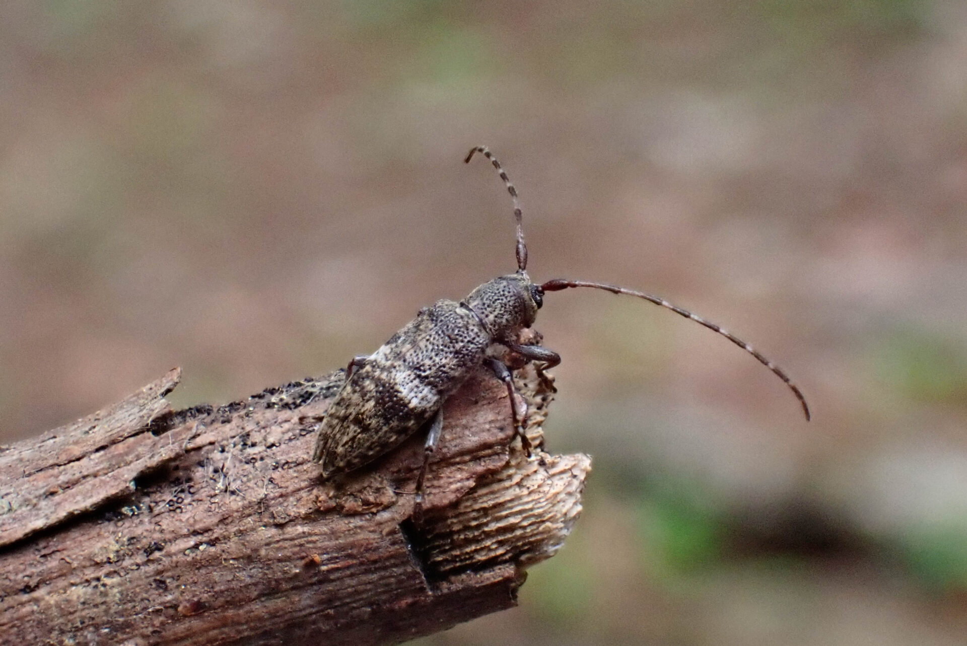 フォトギャラリー：ヒトオビチビカミキリ