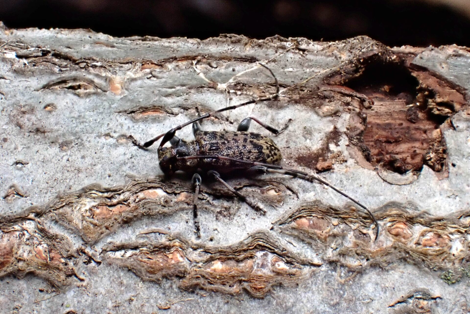 フォトギャラリー：ゴイシモモブトカミキリ - (3)