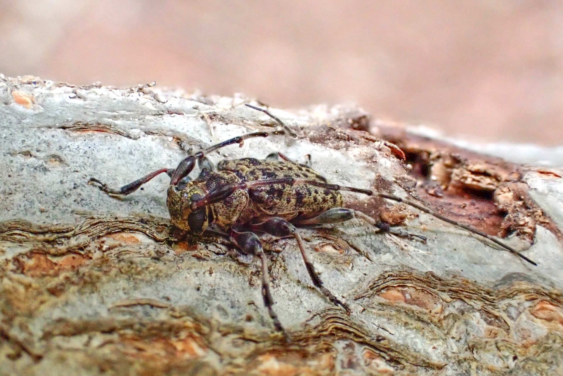 フォトギャラリー：ゴイシモモブトカミキリ