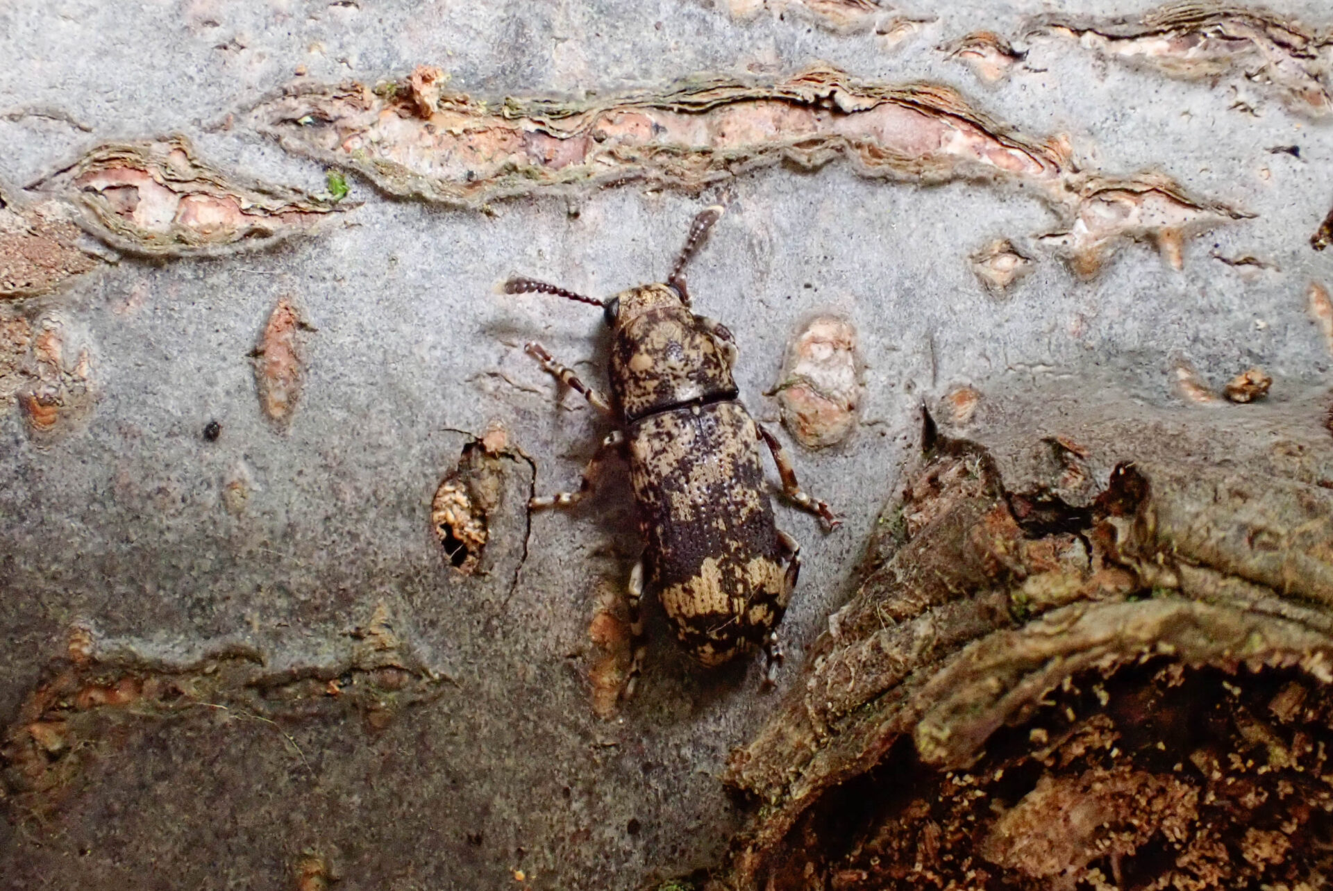 フォトギャラリー：マダラフトヒゲナガゾウムシ