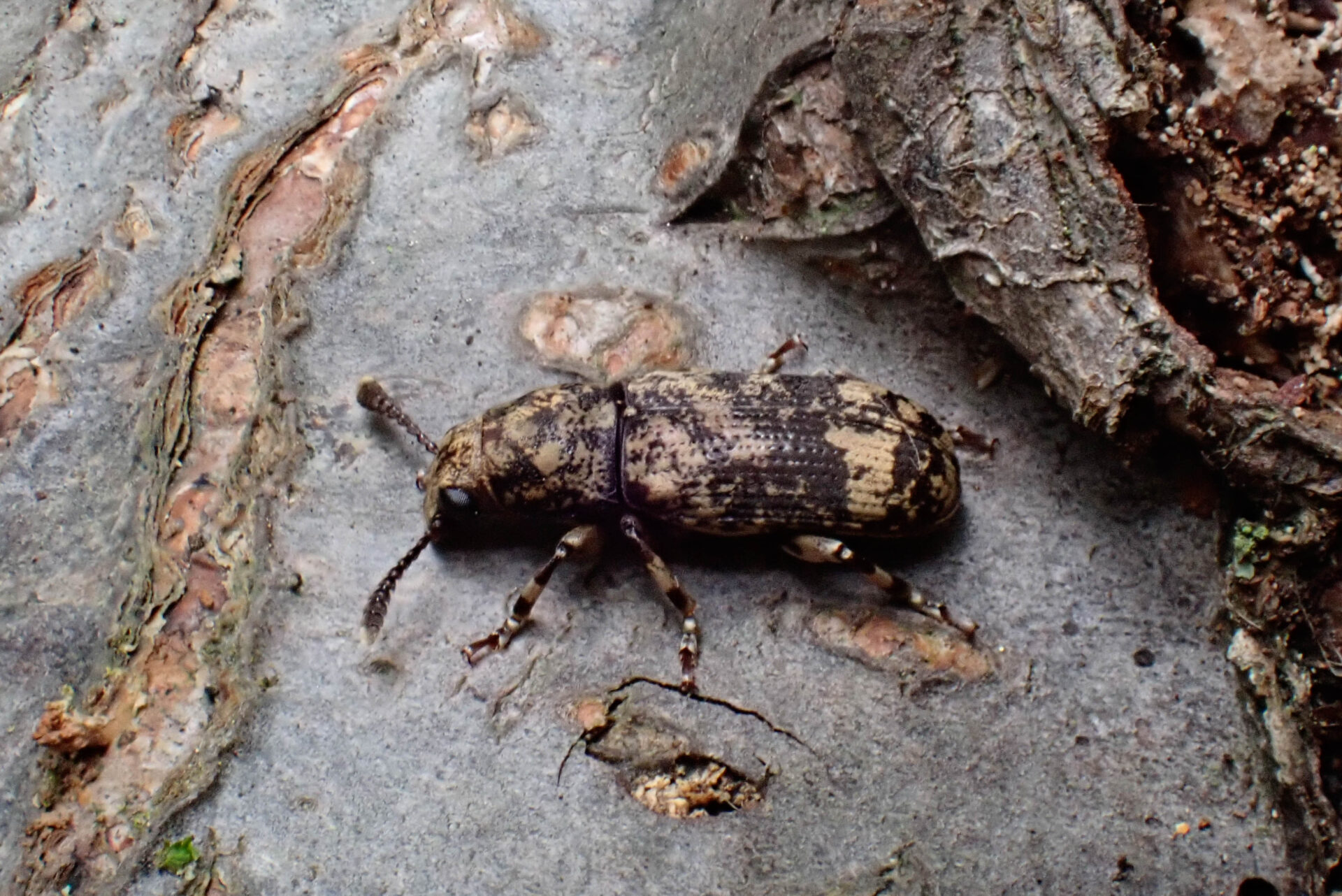 マダラフトヒゲナガゾウムシページ背景画像