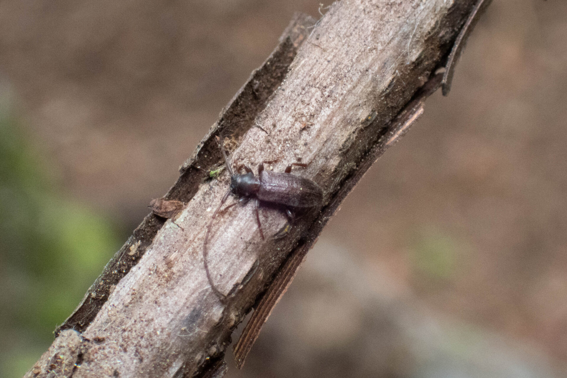 フォトギャラリー：クモガタケシカミキリ