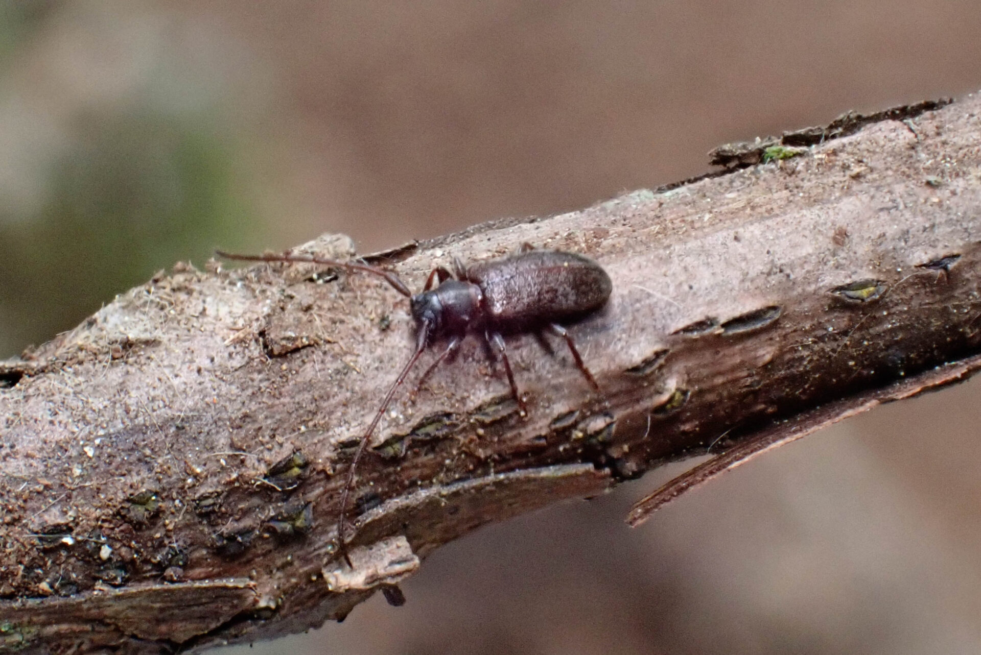 フォトギャラリー：クモガタケシカミキリ - (2)