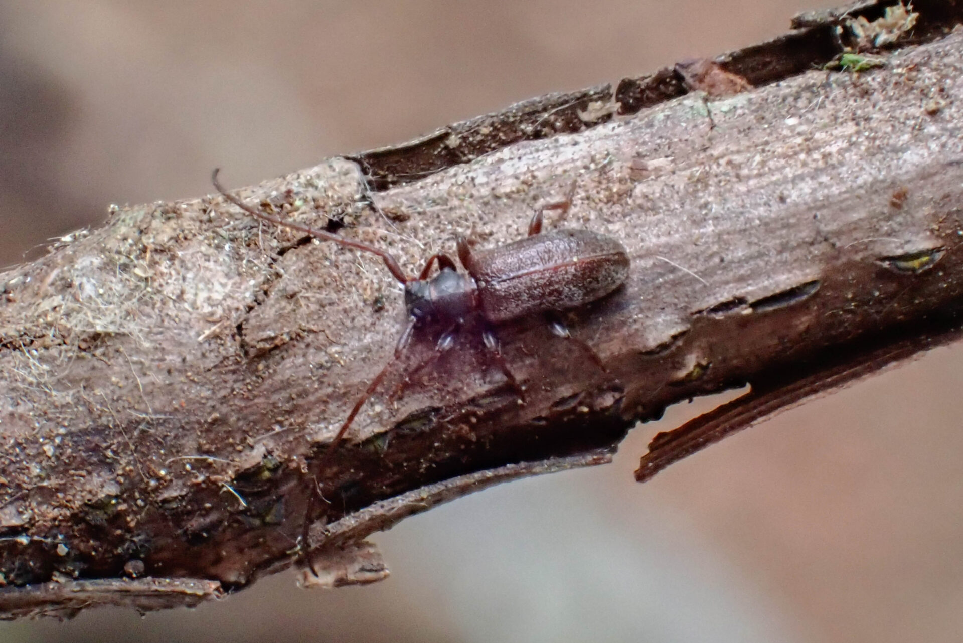 フォトギャラリー：クモガタケシカミキリ - (3)