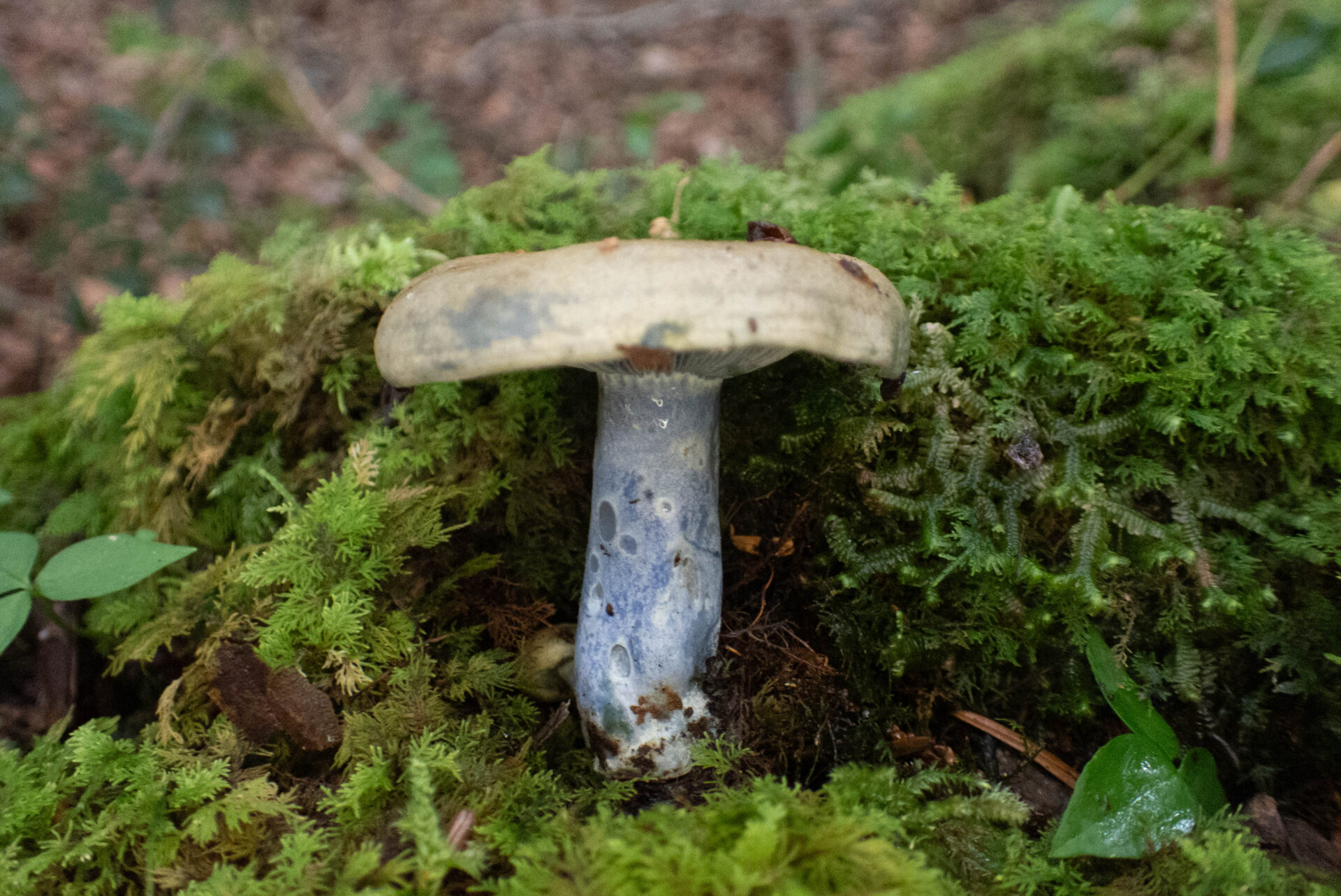 フォトギャラリー：ルリハツタケ - (4)