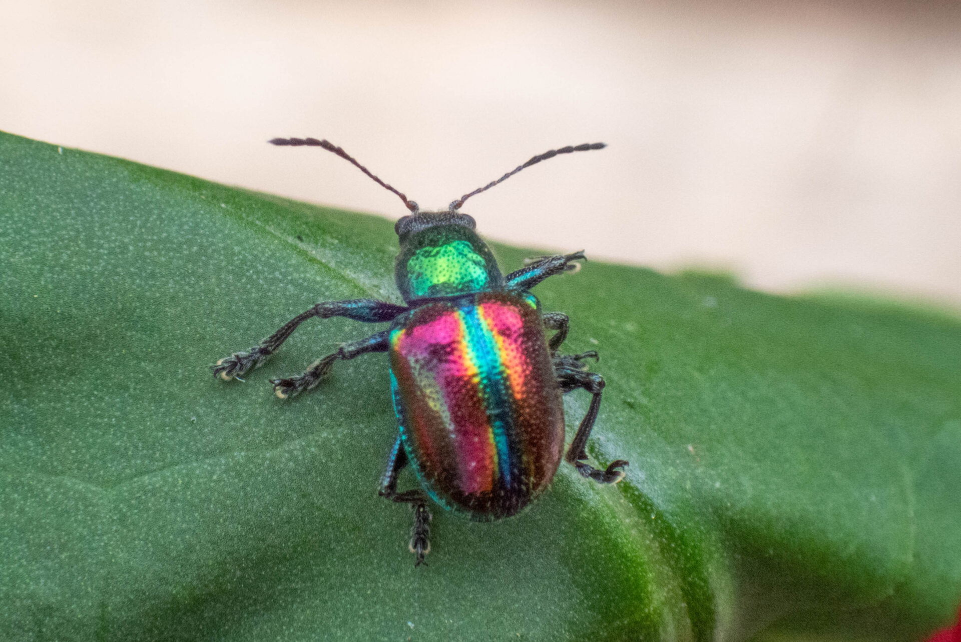 フォトギャラリー：アカガネサルハムシ