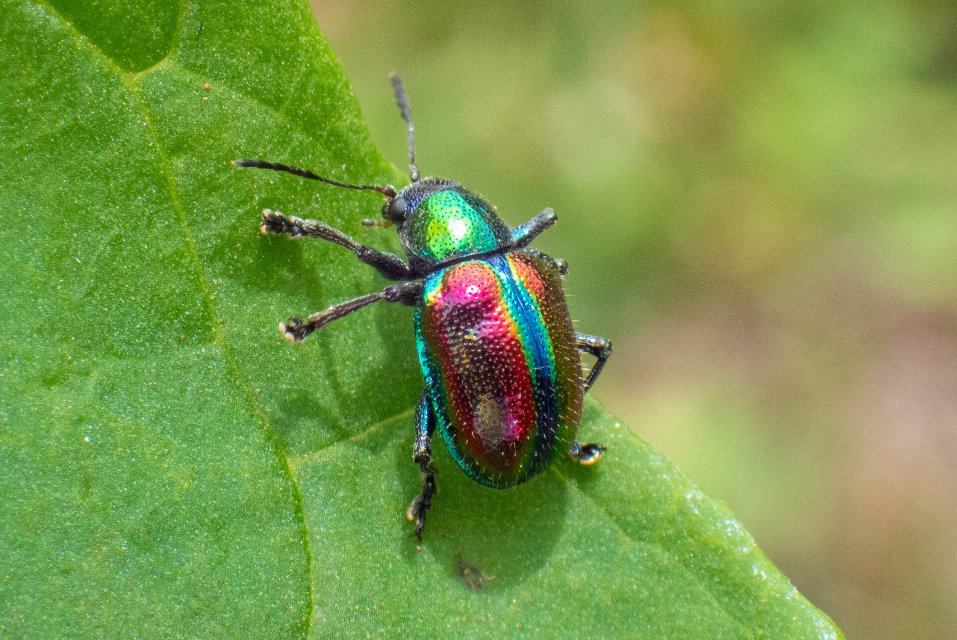 フォトギャラリー：アカガネサルハムシ - (2)