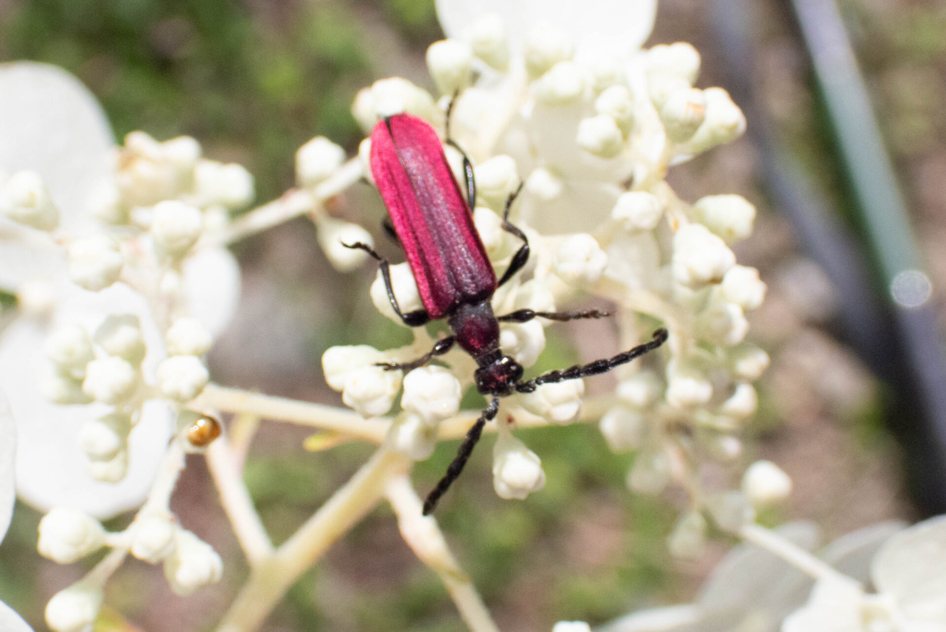 フォトギャラリー：キヌツヤハナカミキリ