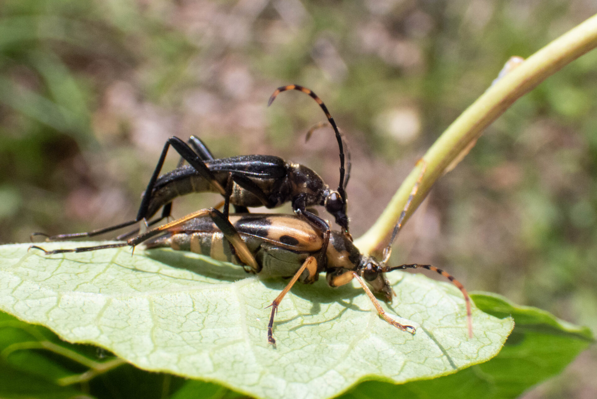 フォトギャラリー：フタスジハナカミキリ