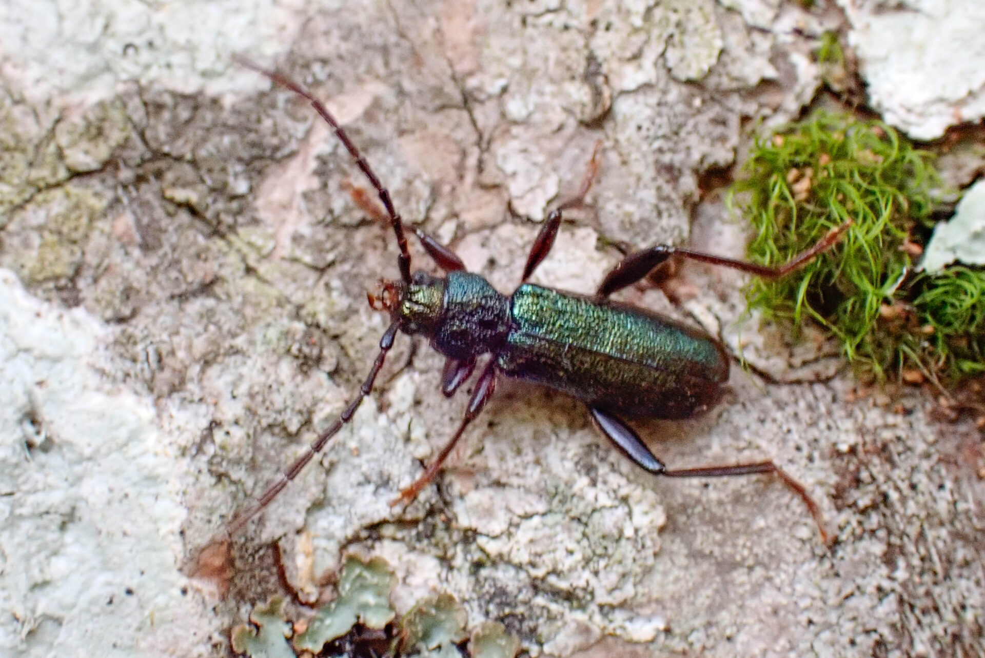 フォトギャラリー：ミドリヒメスギカミキリ