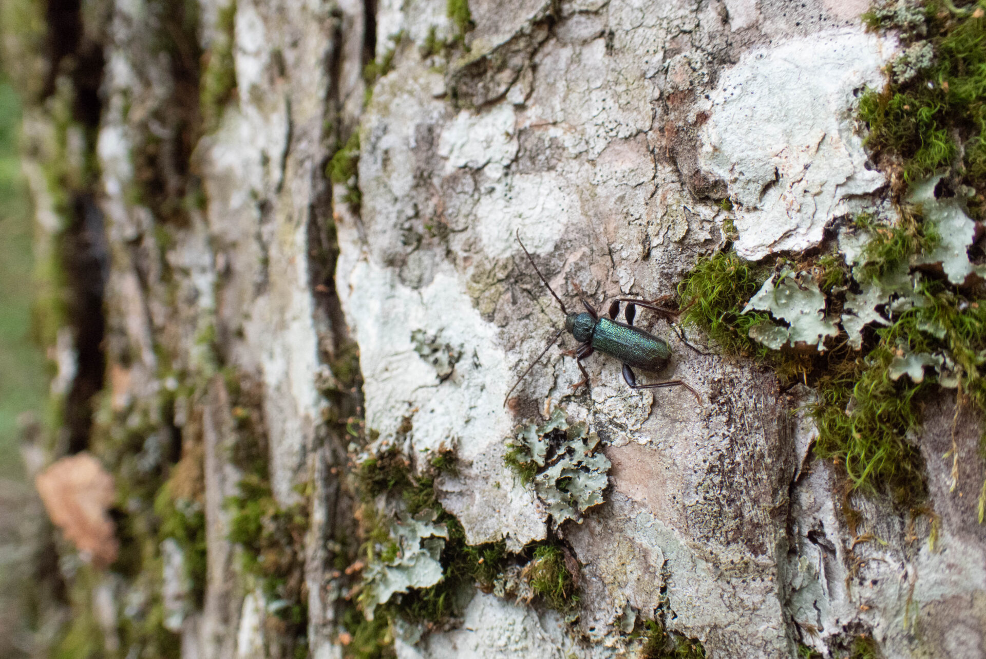 フォトギャラリー：ミドリヒメスギカミキリ - (2)