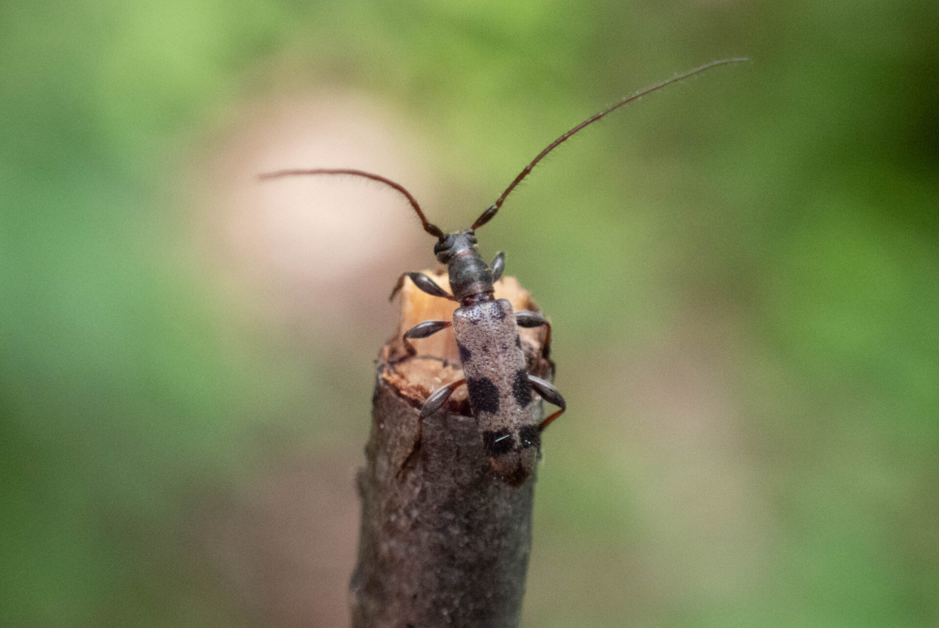 フォトギャラリー：フタオビアラゲカミキリ