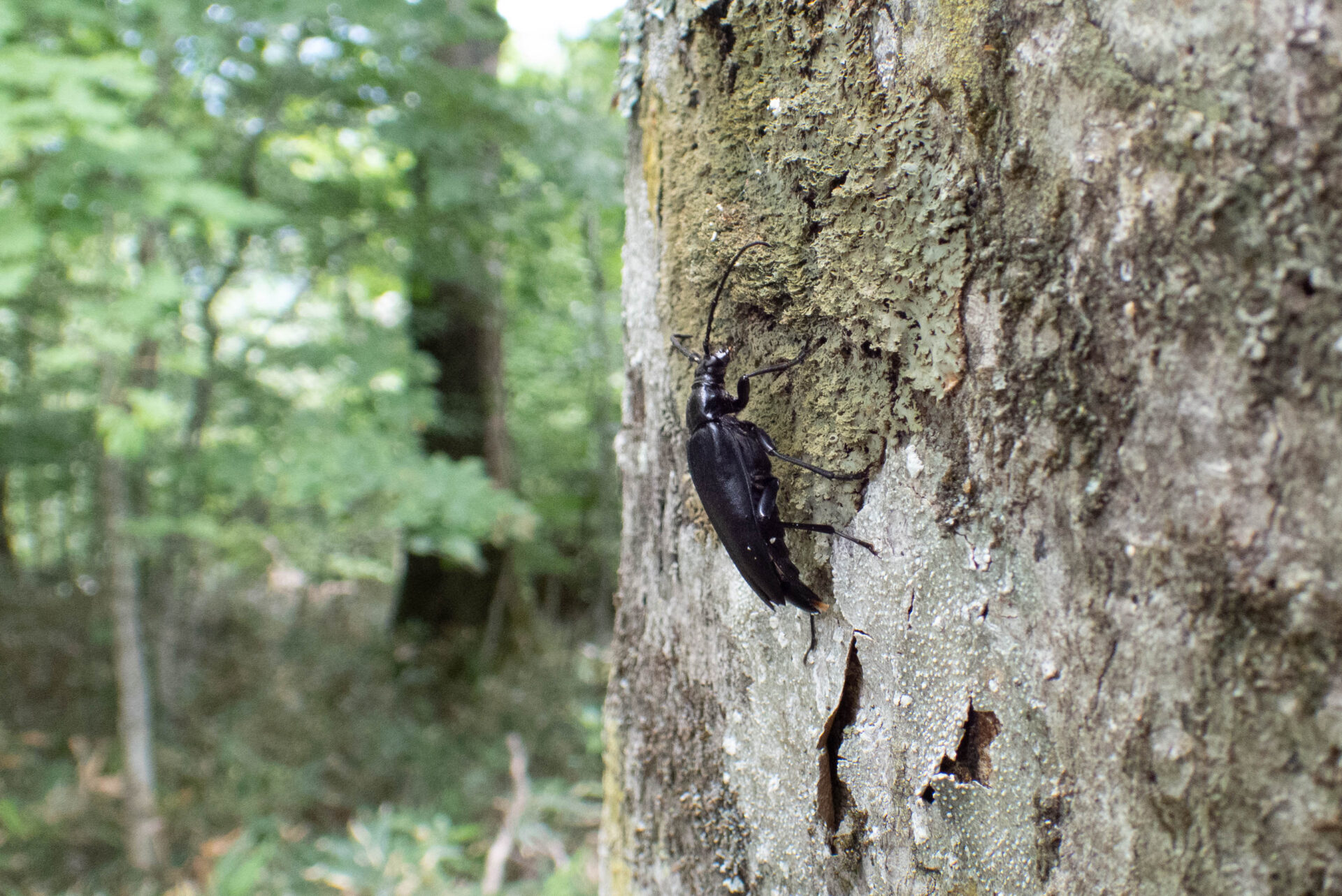 フォトギャラリー：セアカハナカミキリ