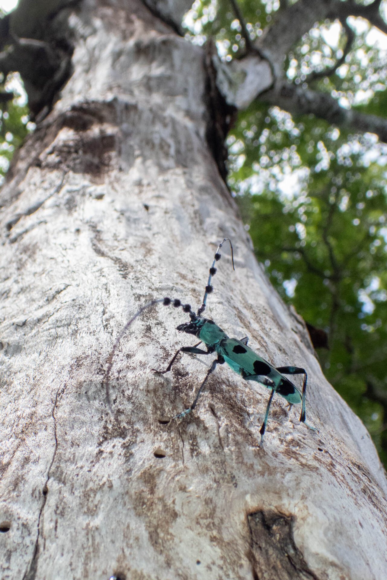 フォトギャラリー：ルリボシカミキリ