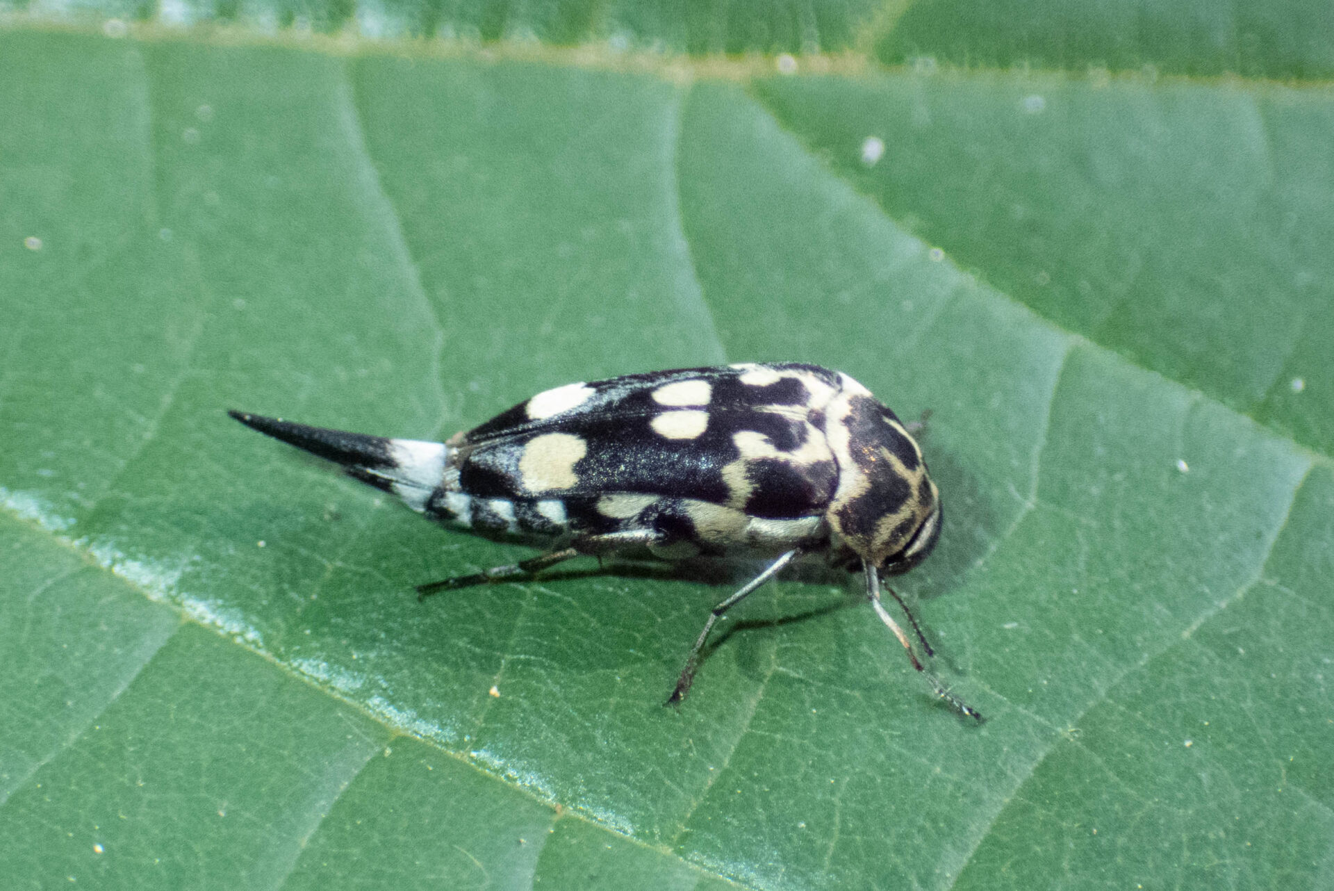 フォトギャラリー：オオシラホシハナノミ - (2)