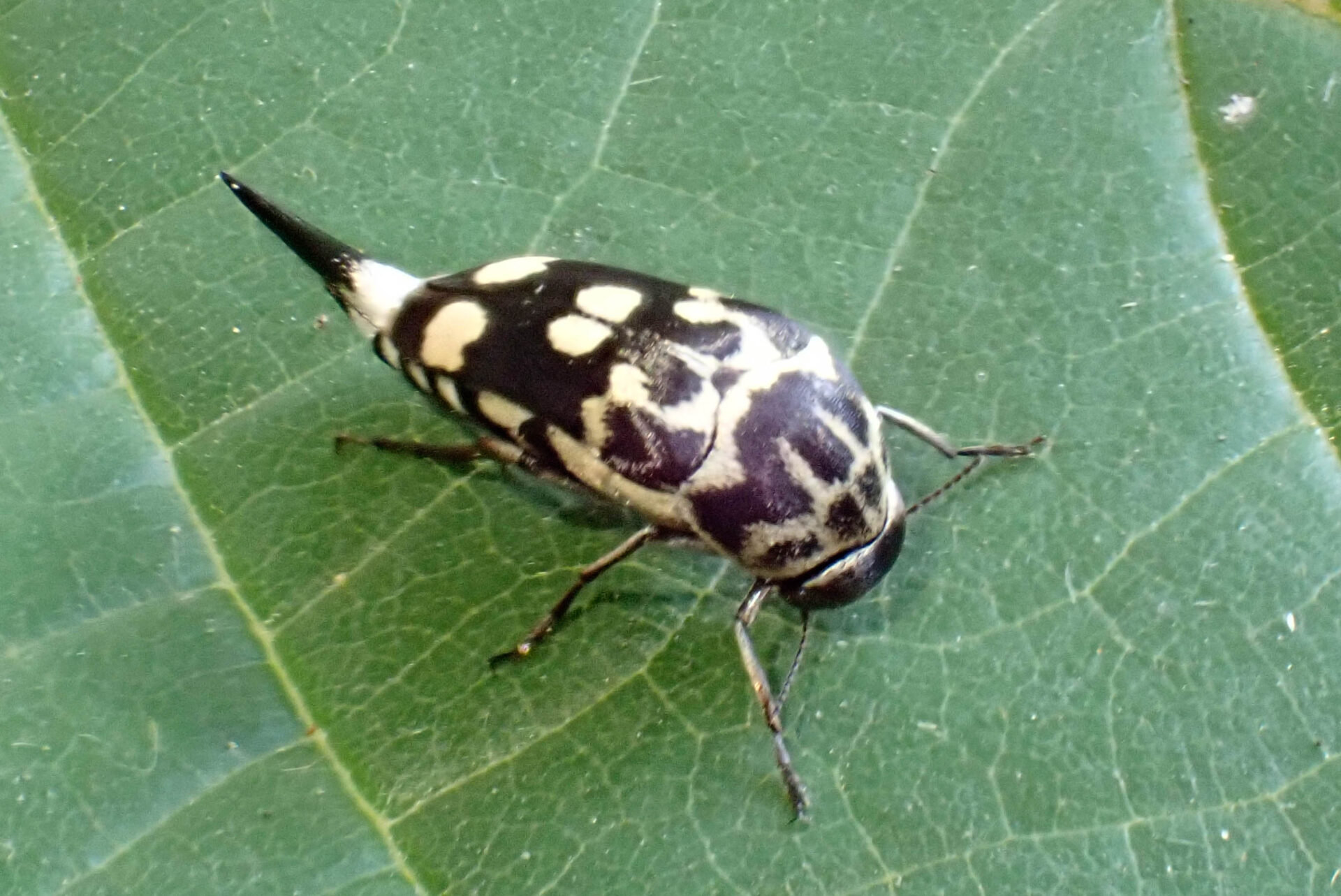 フォトギャラリー：オオシラホシハナノミ