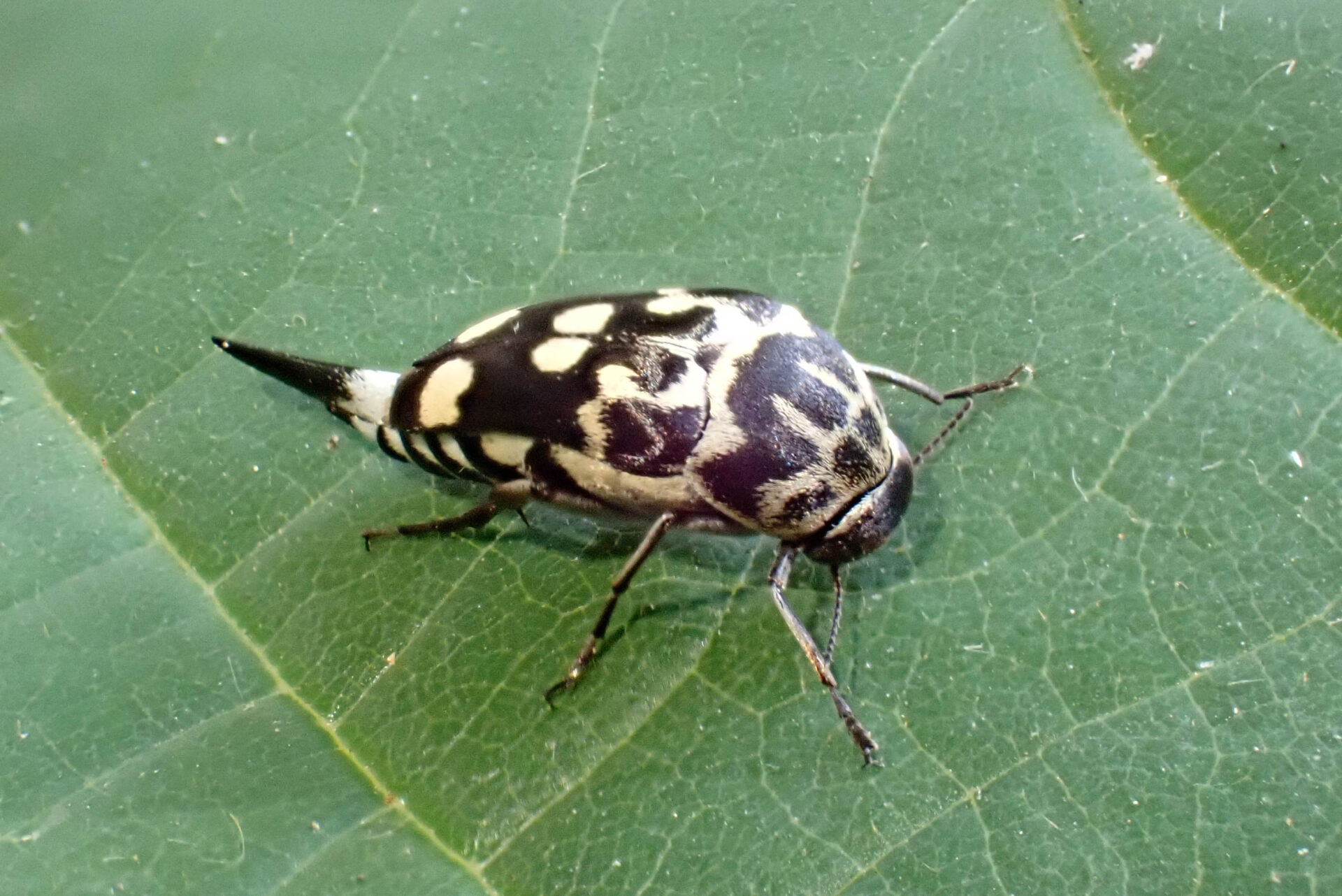 フォトギャラリー：オオシラホシハナノミ - (3)