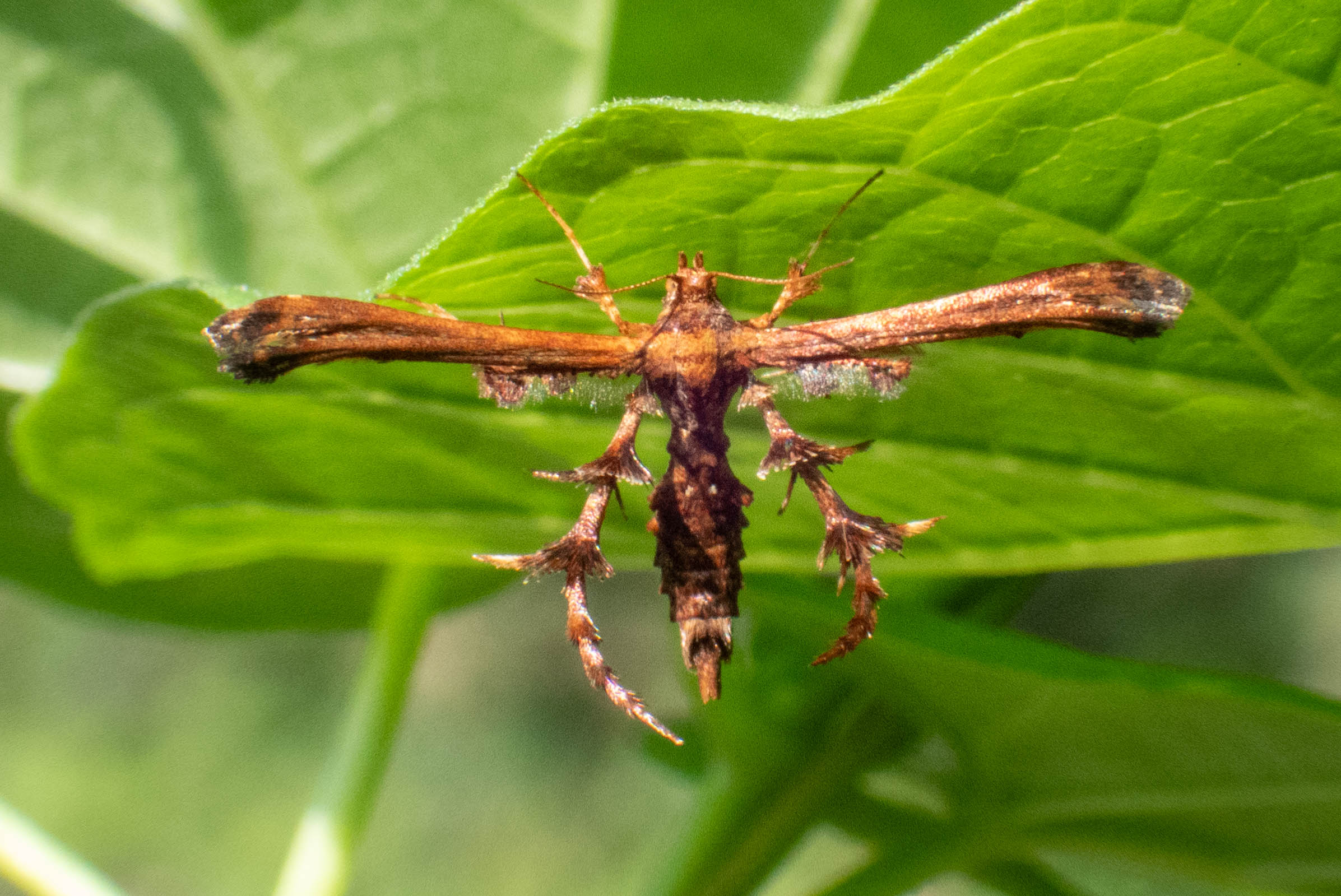 トリバガの一種（未同定）ページ背景画像