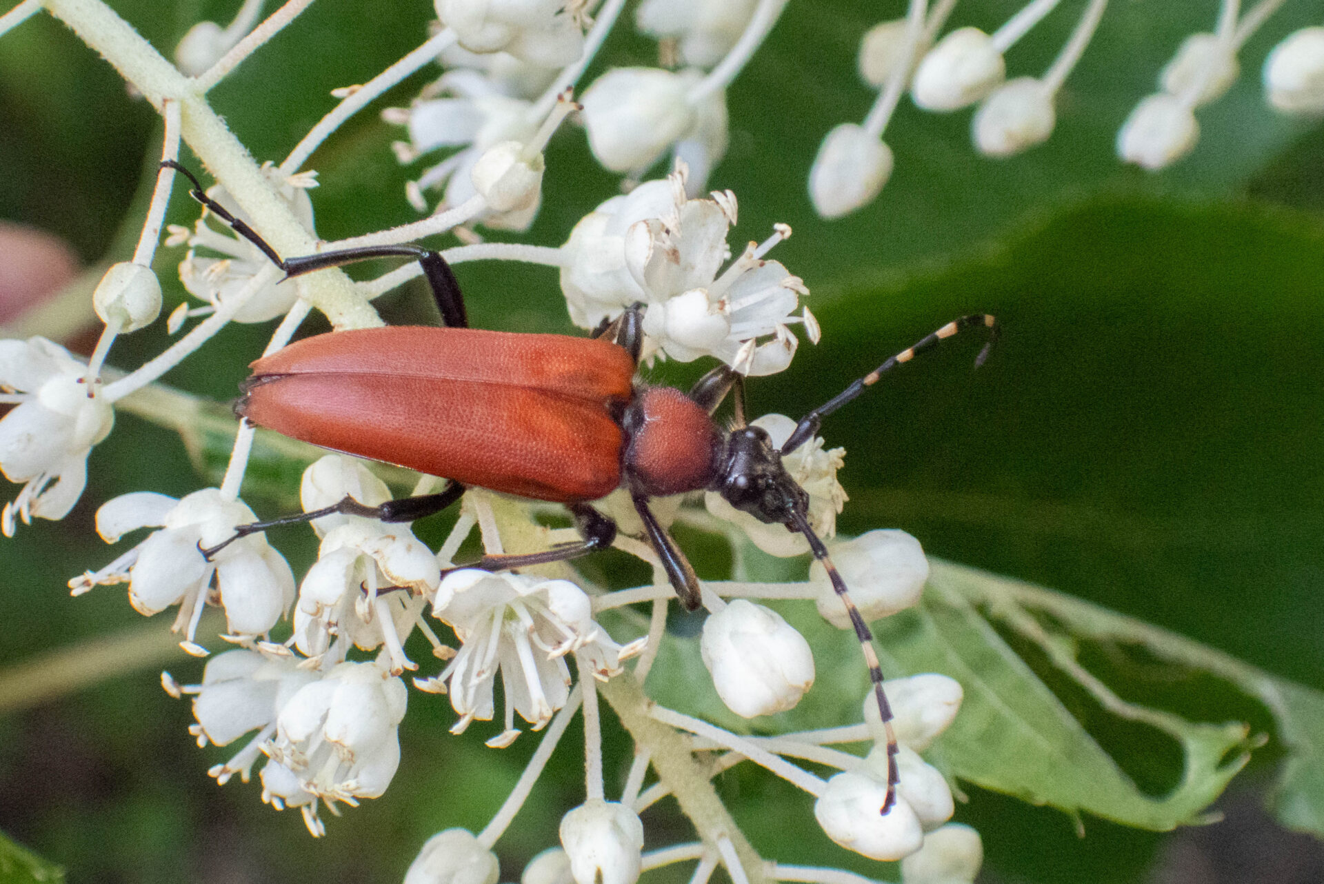 フォトギャラリー：イガブチヒゲハナカミキリ