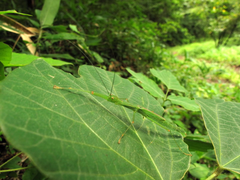 フォトギャラリー：トビナナフシ - (1)