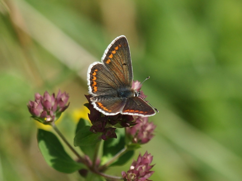 フォトギャラリー：ブラウンアーグス Brown Argus