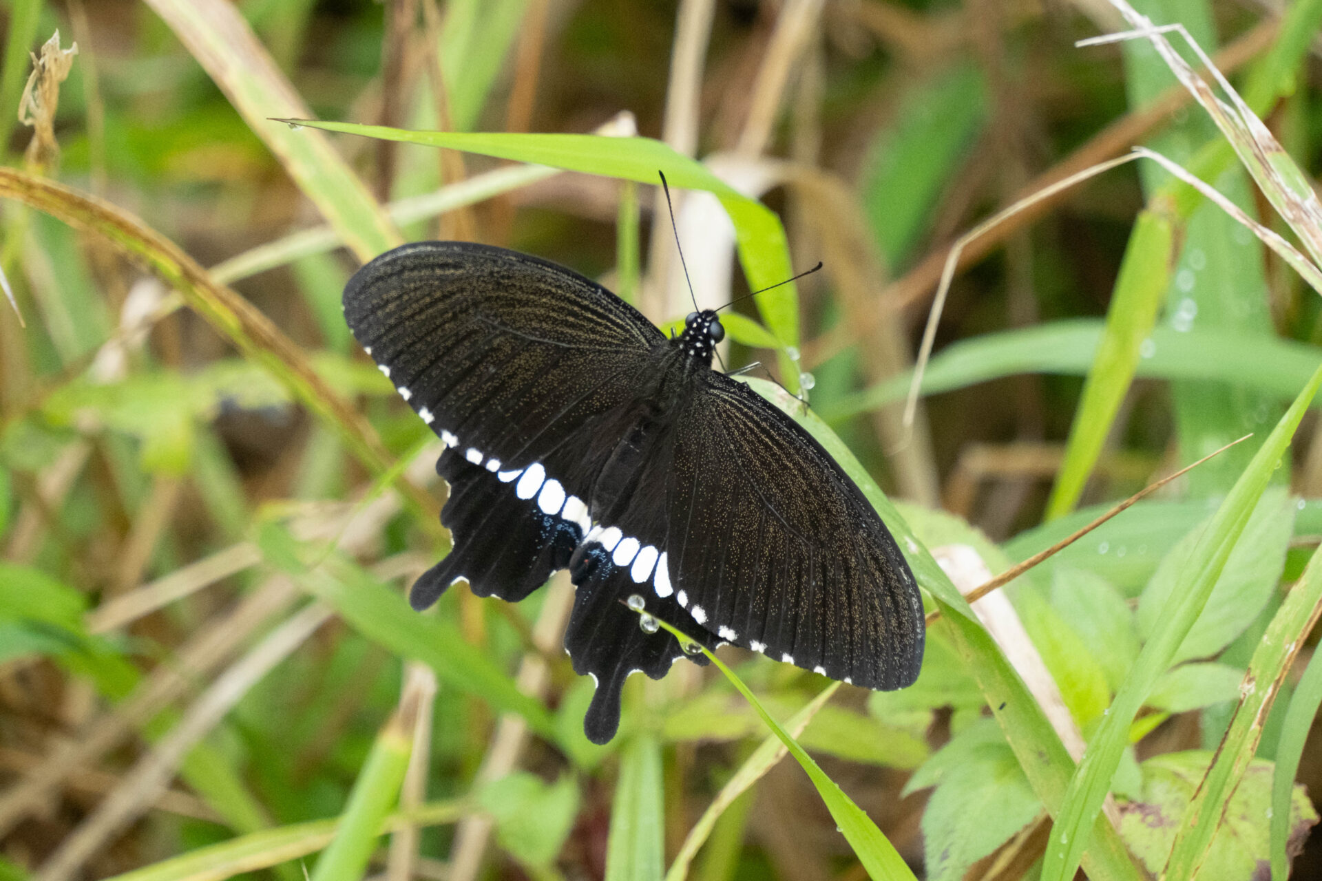 フォトギャラリー：シロオビアゲハ