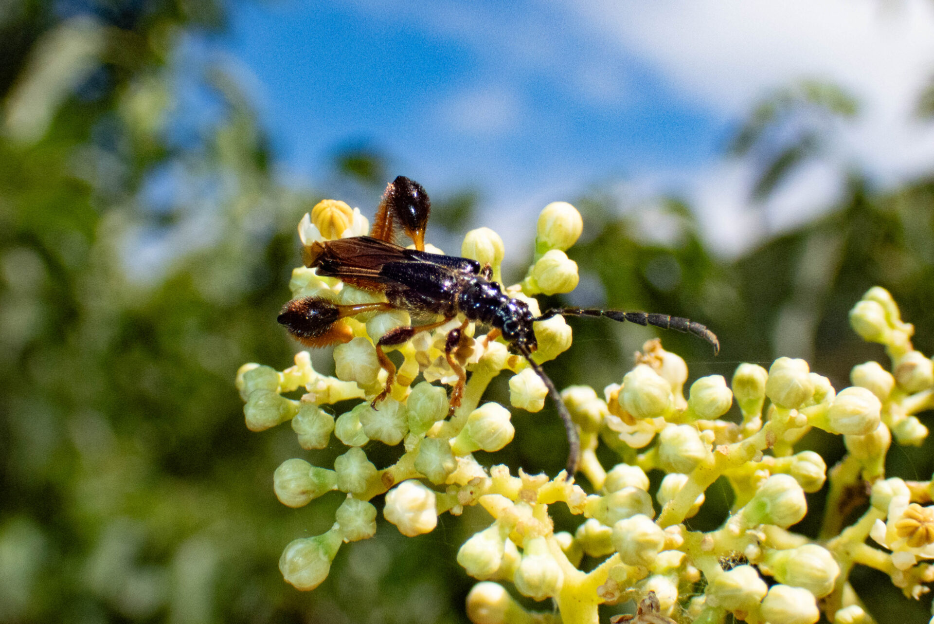 フォトギャラリー：スネケブカヒロコバネカミキリ
