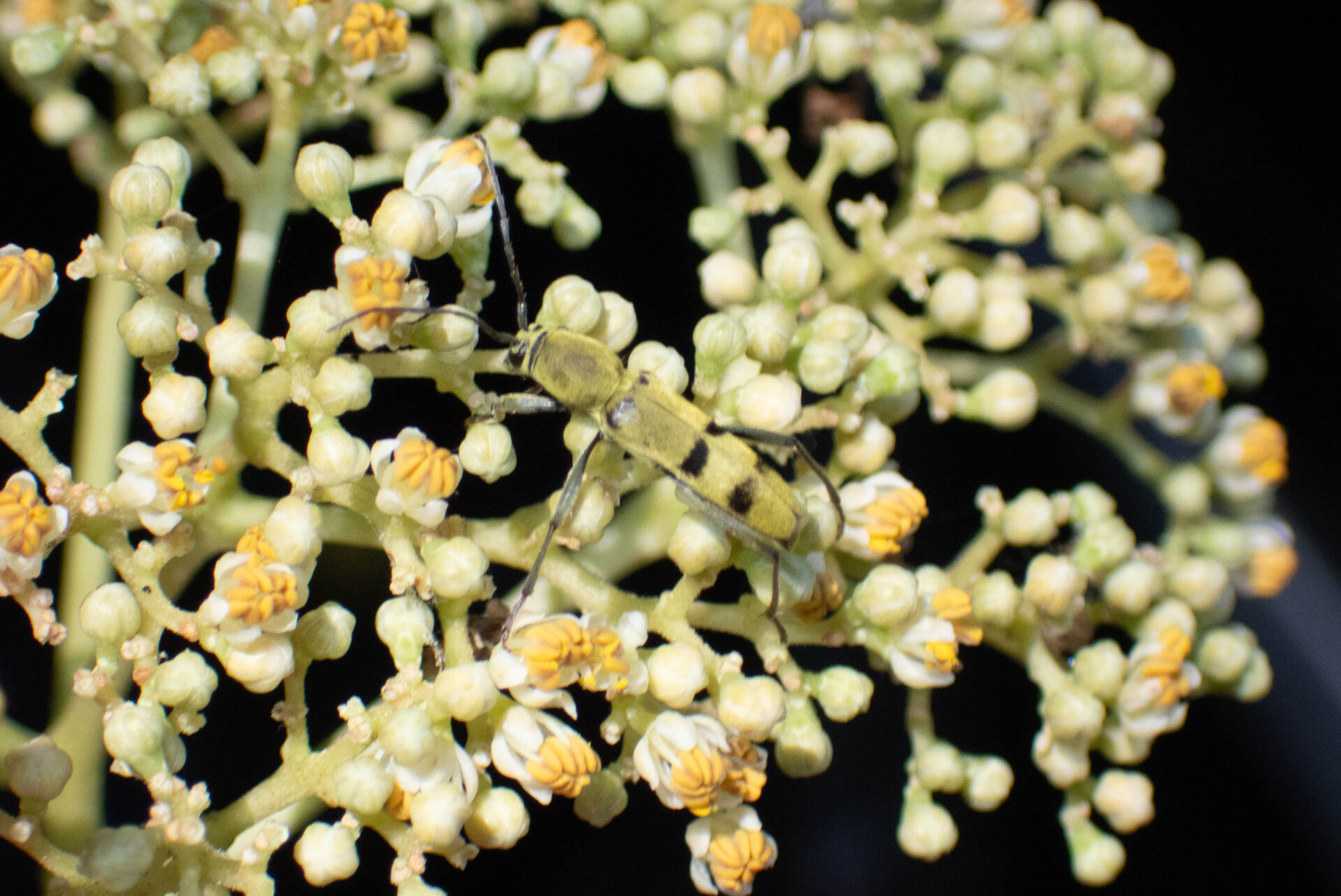 フォトギャラリー：フタオビミドリトラカミキリ