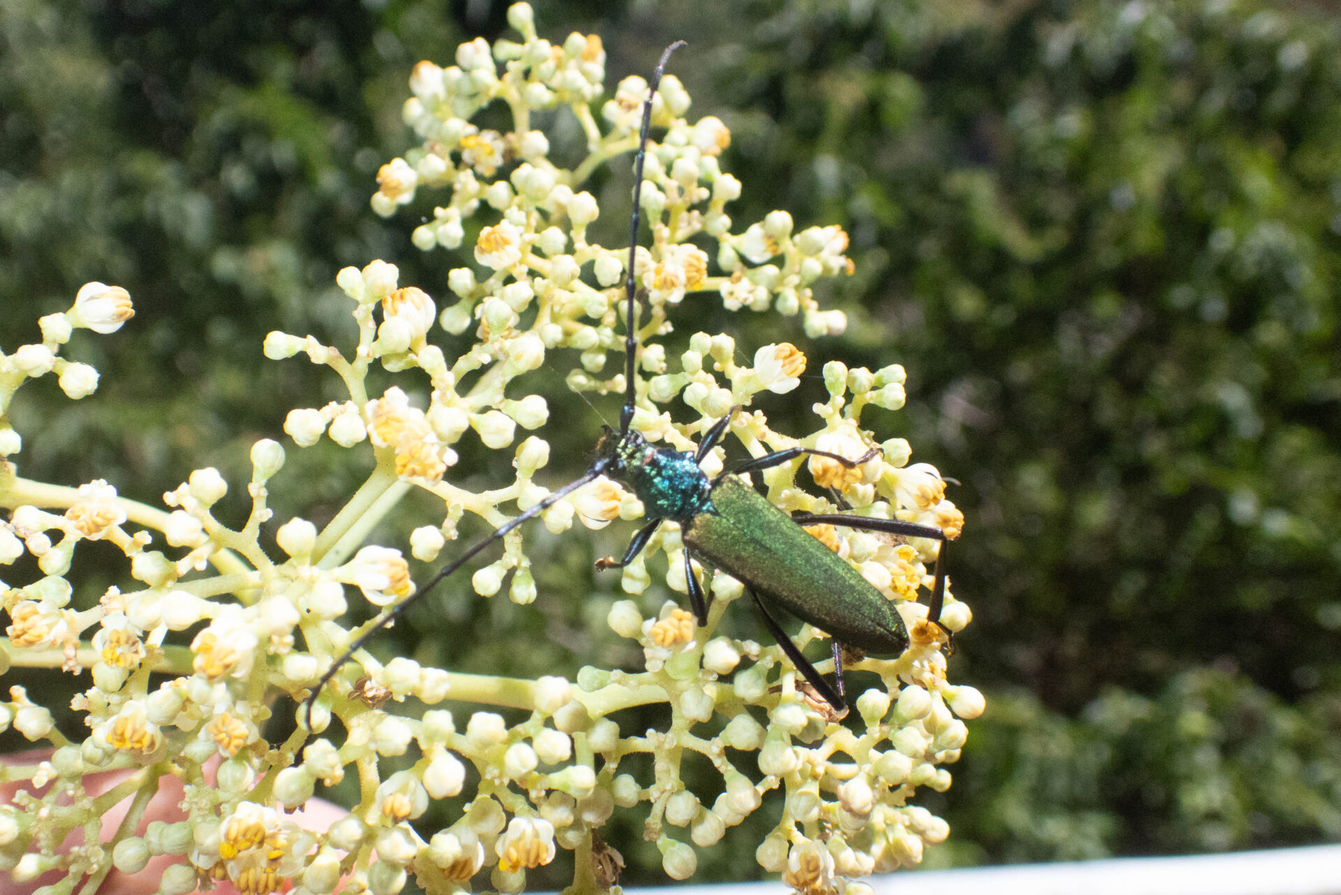 フォトギャラリー：オオアオカミキリ