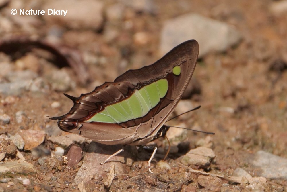 フォトギャラリー：チビフタオチョウ Polyura athamas attalus