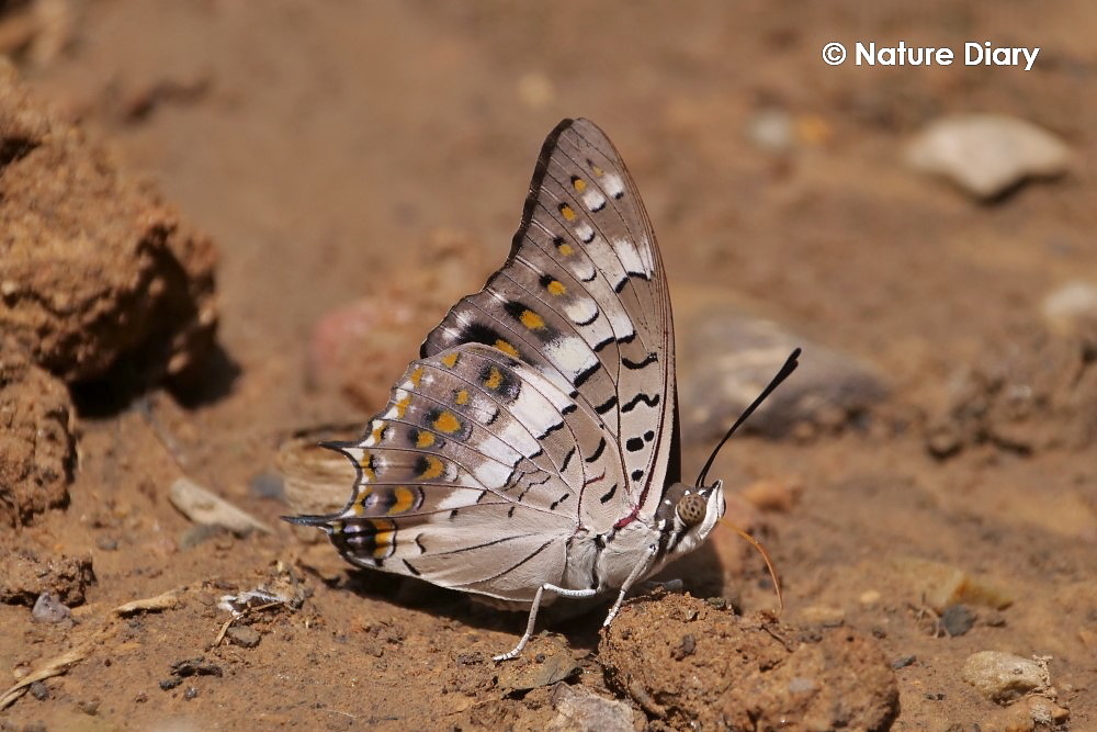 フォトギャラリー：フタオチョウの仲間 Kaeng Krachan National Park