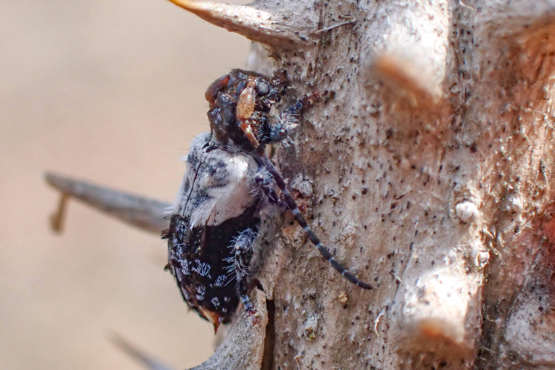 フォトギャラリー：ネジロカミキリ Pogonocherus (Eupogonocherus) seminiveus - (4)