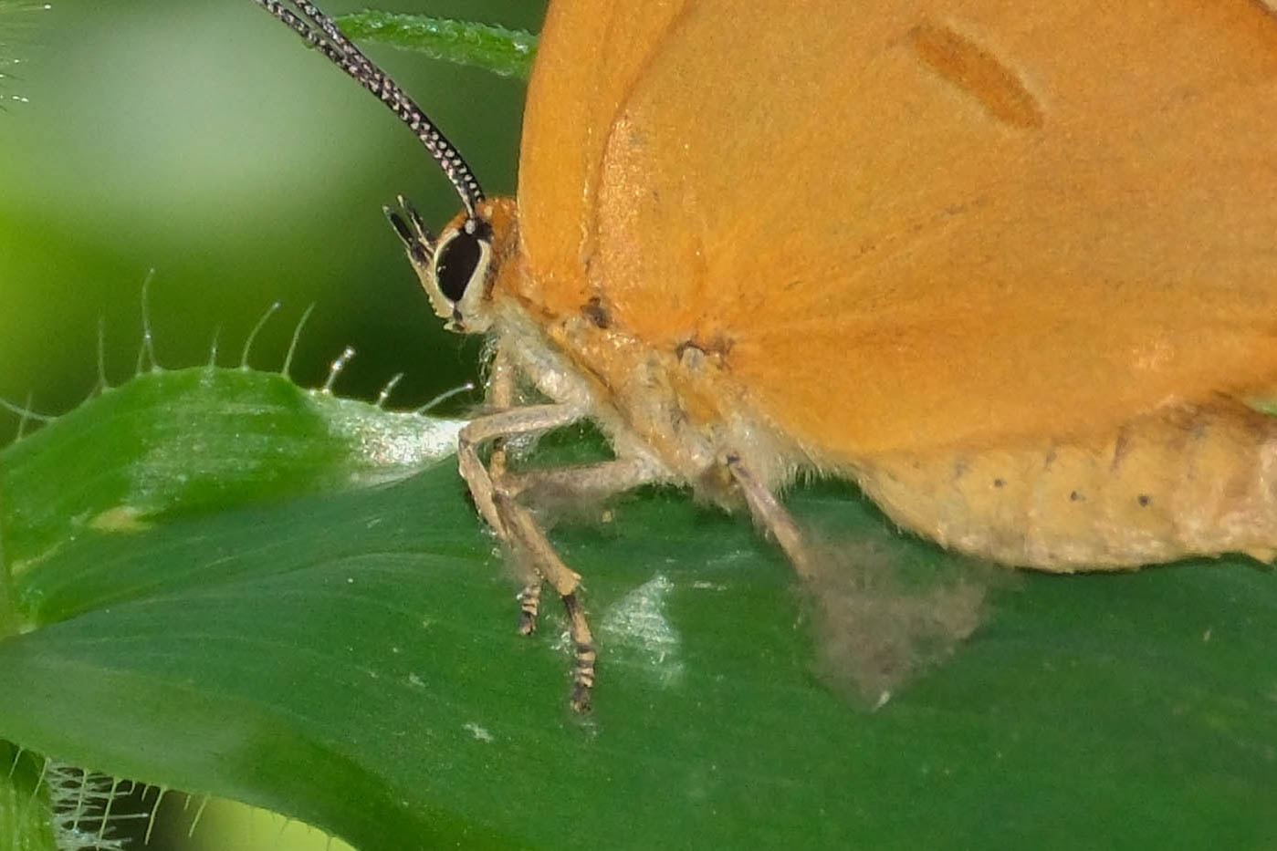 フォトギャラリー：ムモンアカシジミ（脚毛）