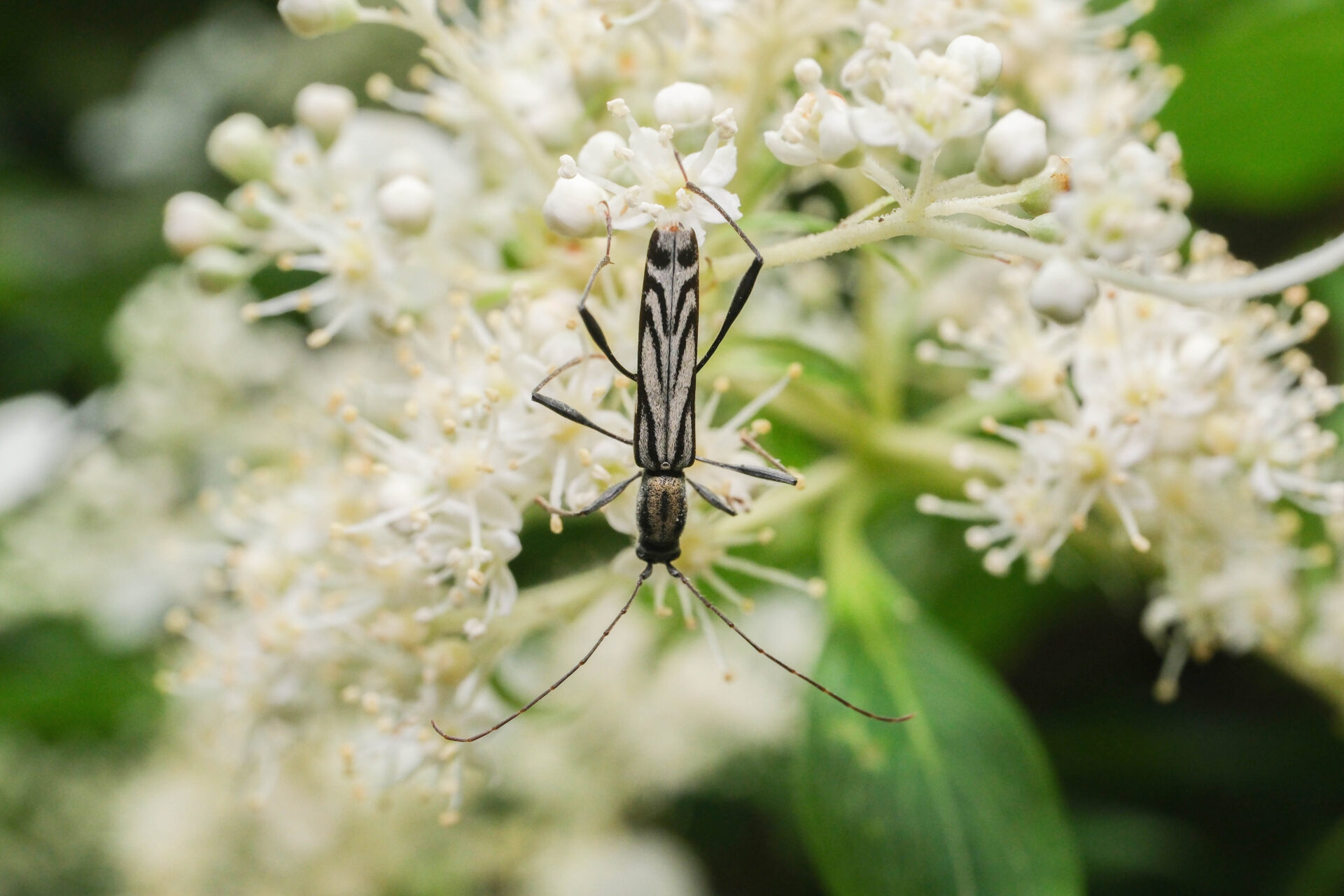 フォトギャラリー：カンボウトラカミキリ - (2)
