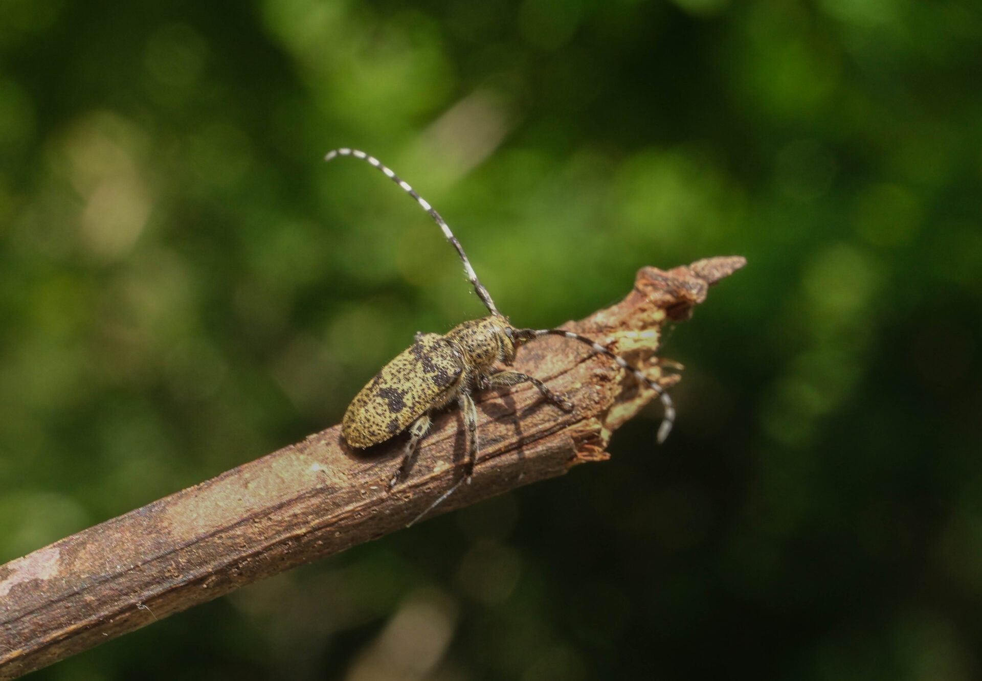 フォトギャラリー：フタスジゴマフカミキリ