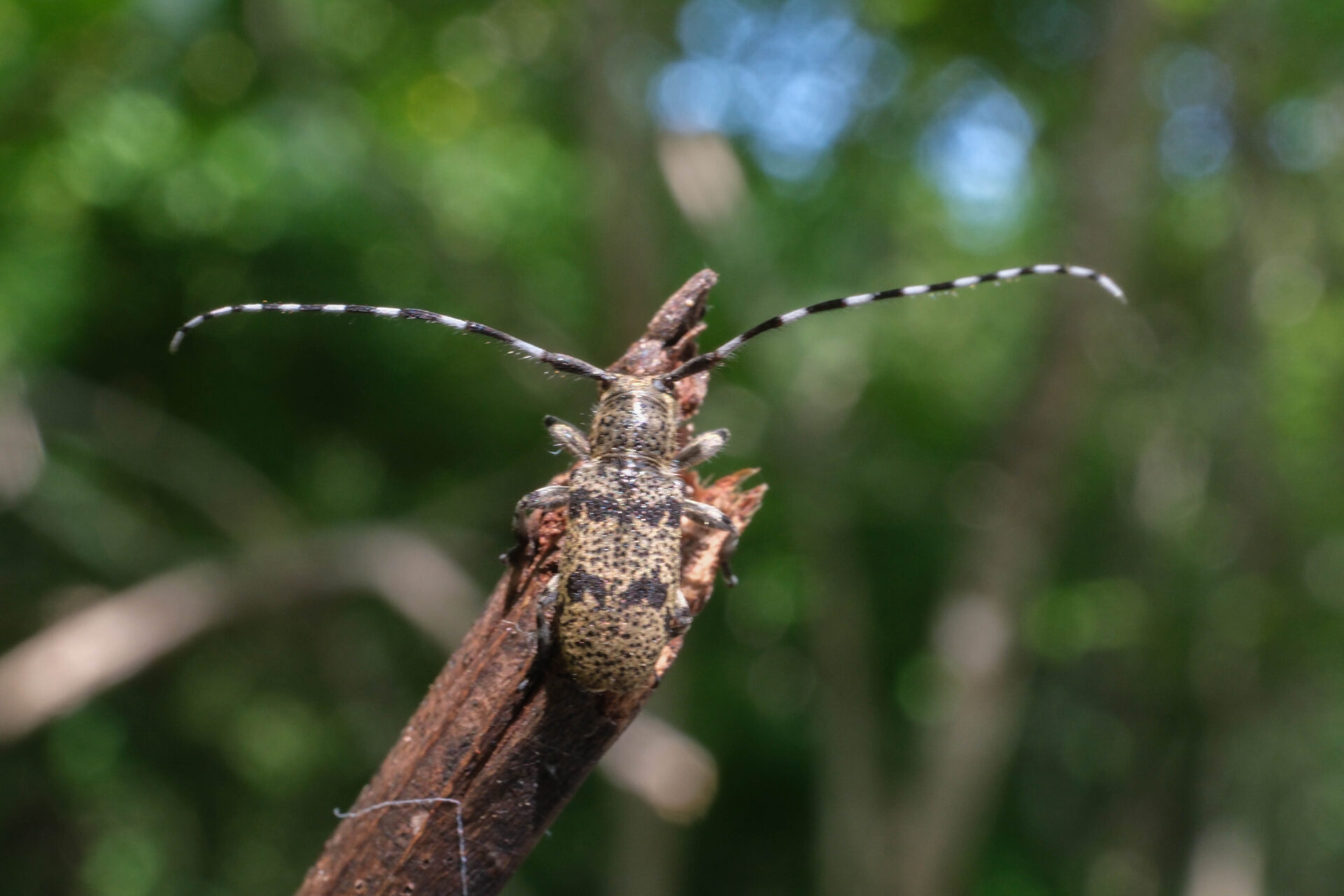 フォトギャラリー：フタスジゴマフカミキリ - (4)