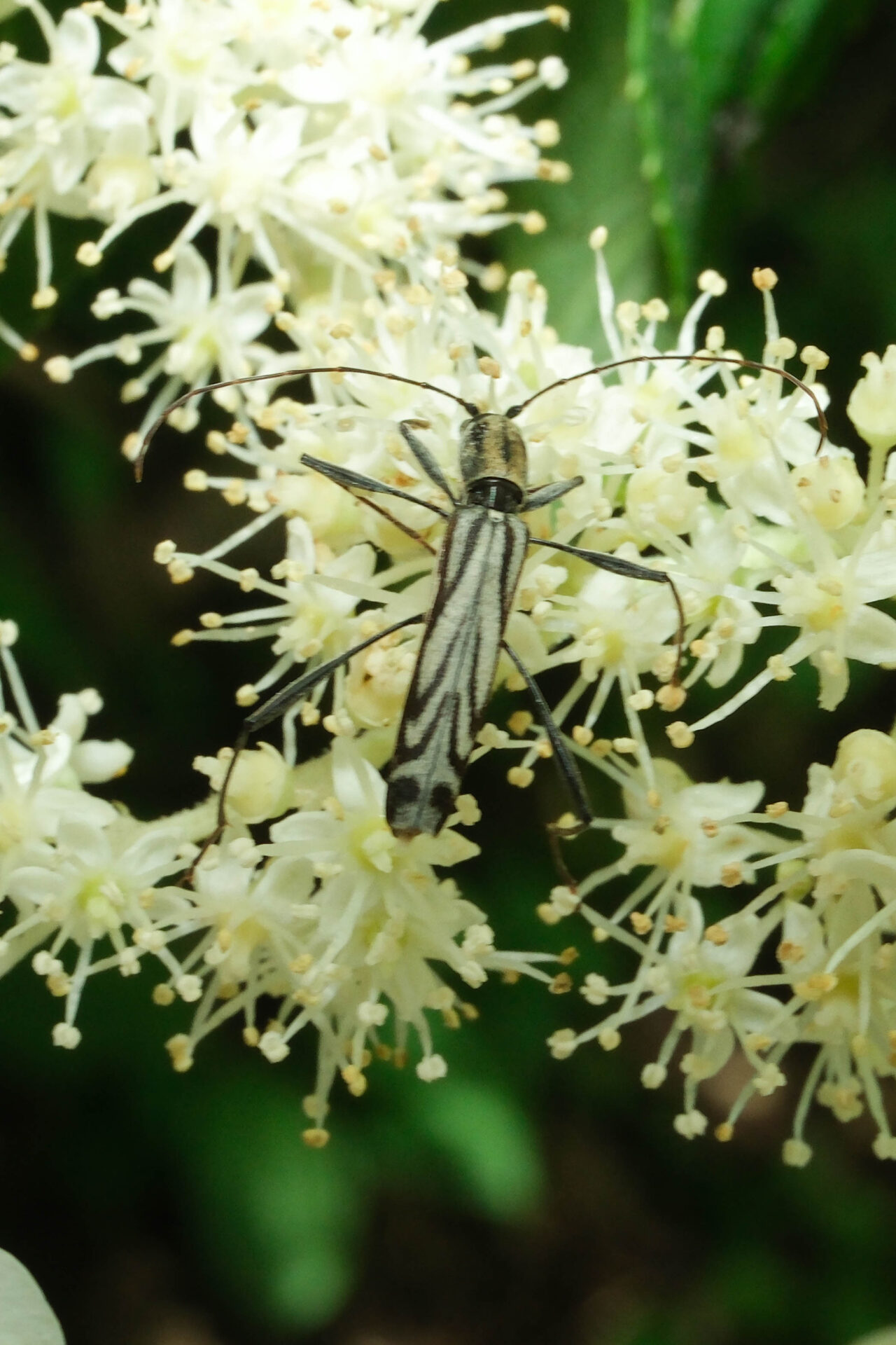 フォトギャラリー：カンボウトラカミキリ - (3)
